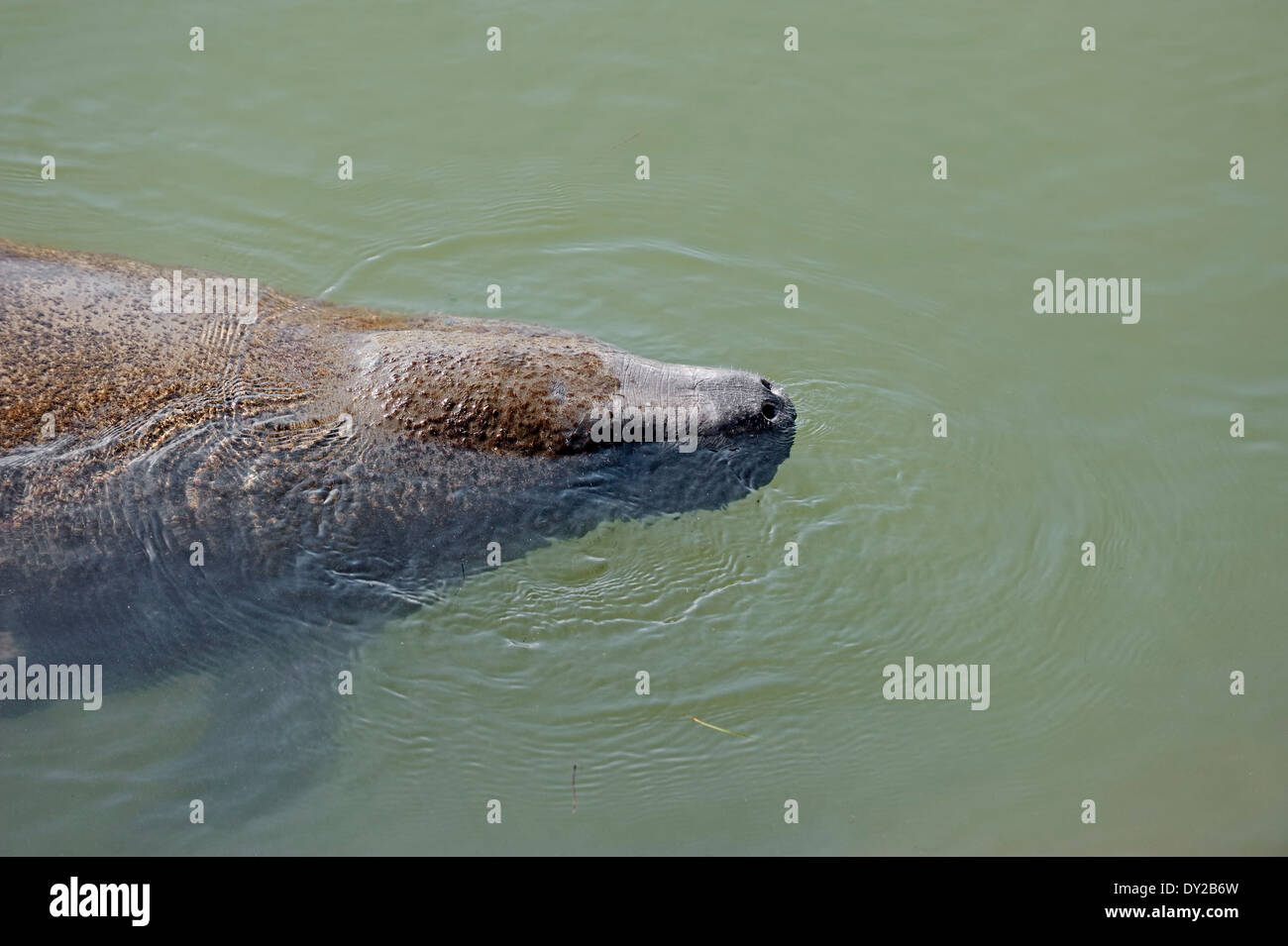 Florida Manatee, West Indian manatee o dei Caraibi lamantino (Trichechus manatus latirostris), Florida, Stati Uniti d'America Foto Stock