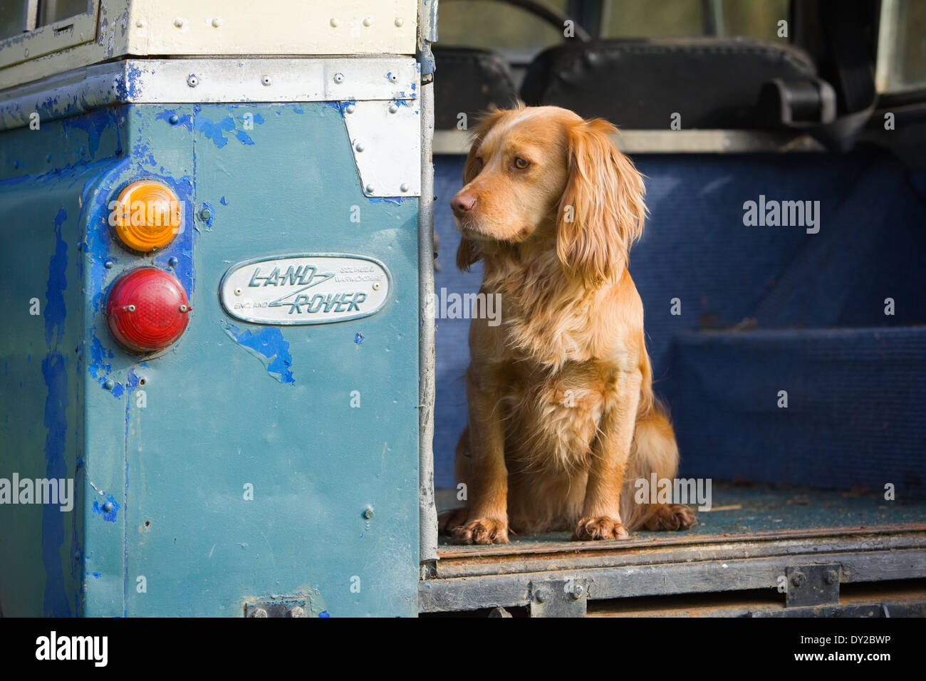 Un golden cocker spaniel cane da lavoro seduti nella parte posteriore di un vecchio Land Rover Veicolo Foto Stock