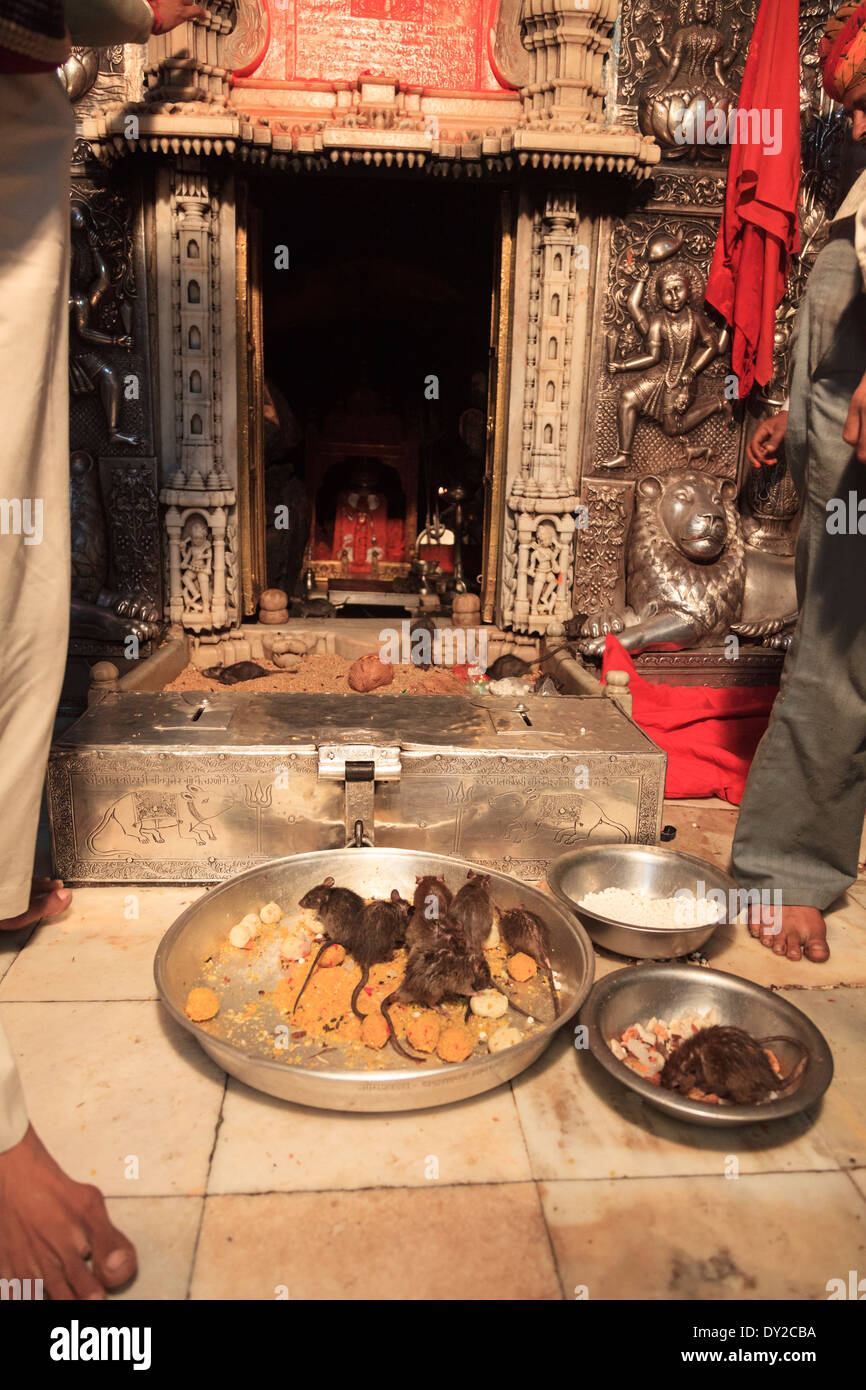 India Rajasthan, Deshnok, Karni Mata Temple (Tempio Rat) Foto Stock