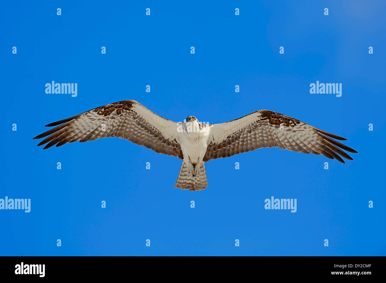 Falco pescatore (Pandion haliaetus carolinensis), Everglades National Park, Florida, Stati Uniti d'America Foto Stock