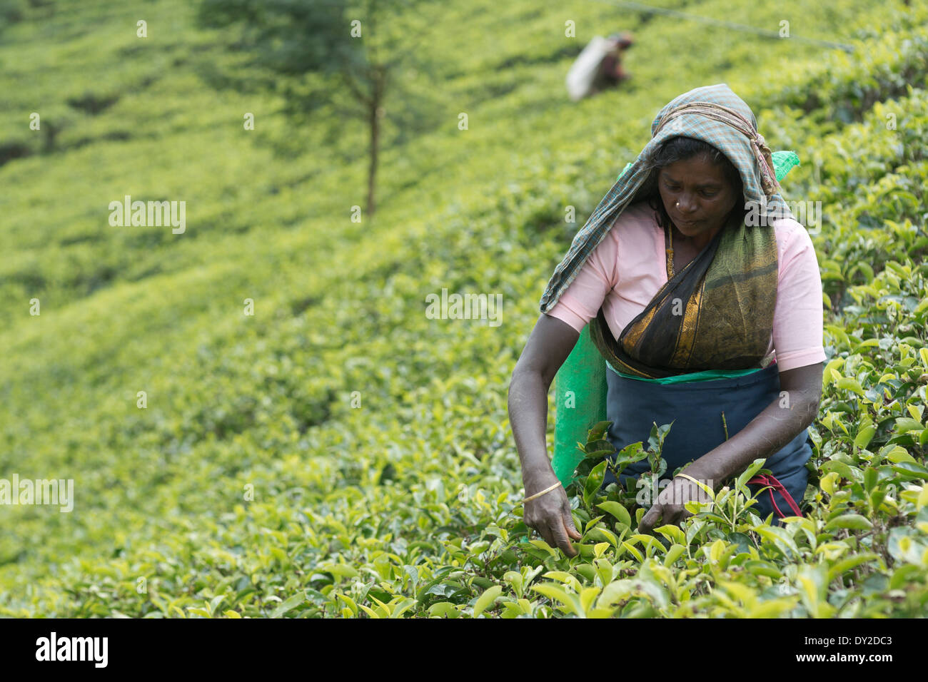 Nuwara Eliya, Sri Lanka. Raccoglitrice di tè al Pedro Tea Break Foto Stock