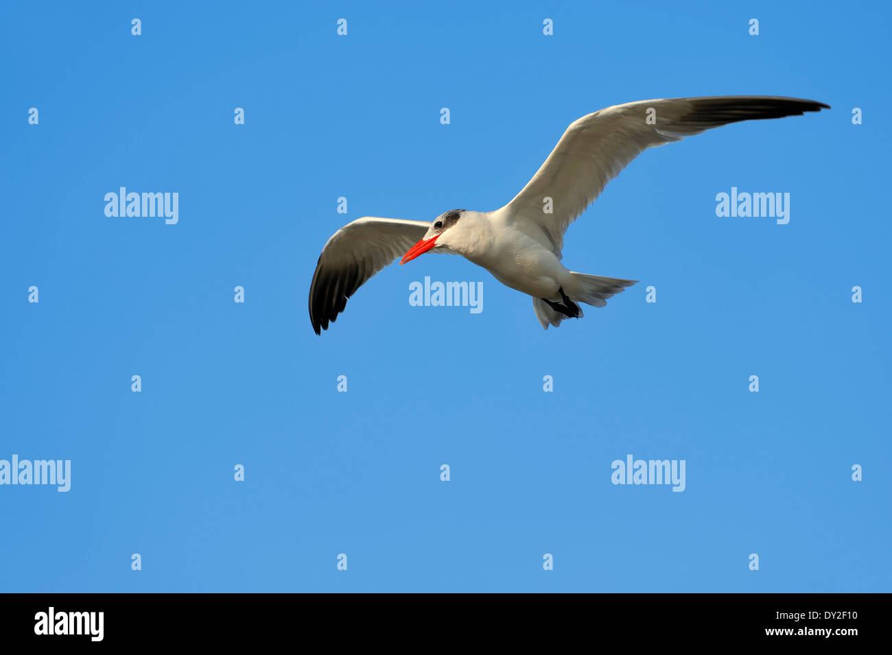 Caspian Tern (sterna caspia, Hydroprogne caspia), Florida, Stati Uniti d'America Foto Stock