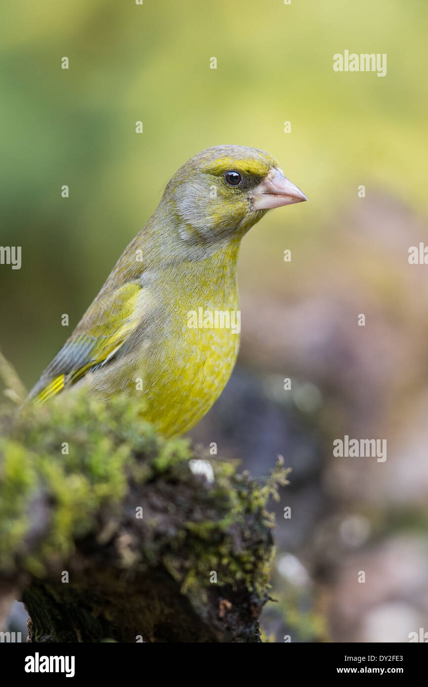 Adulto maschio Verdone europeo (Chloris chloris) appollaiato su un ramo Foto Stock