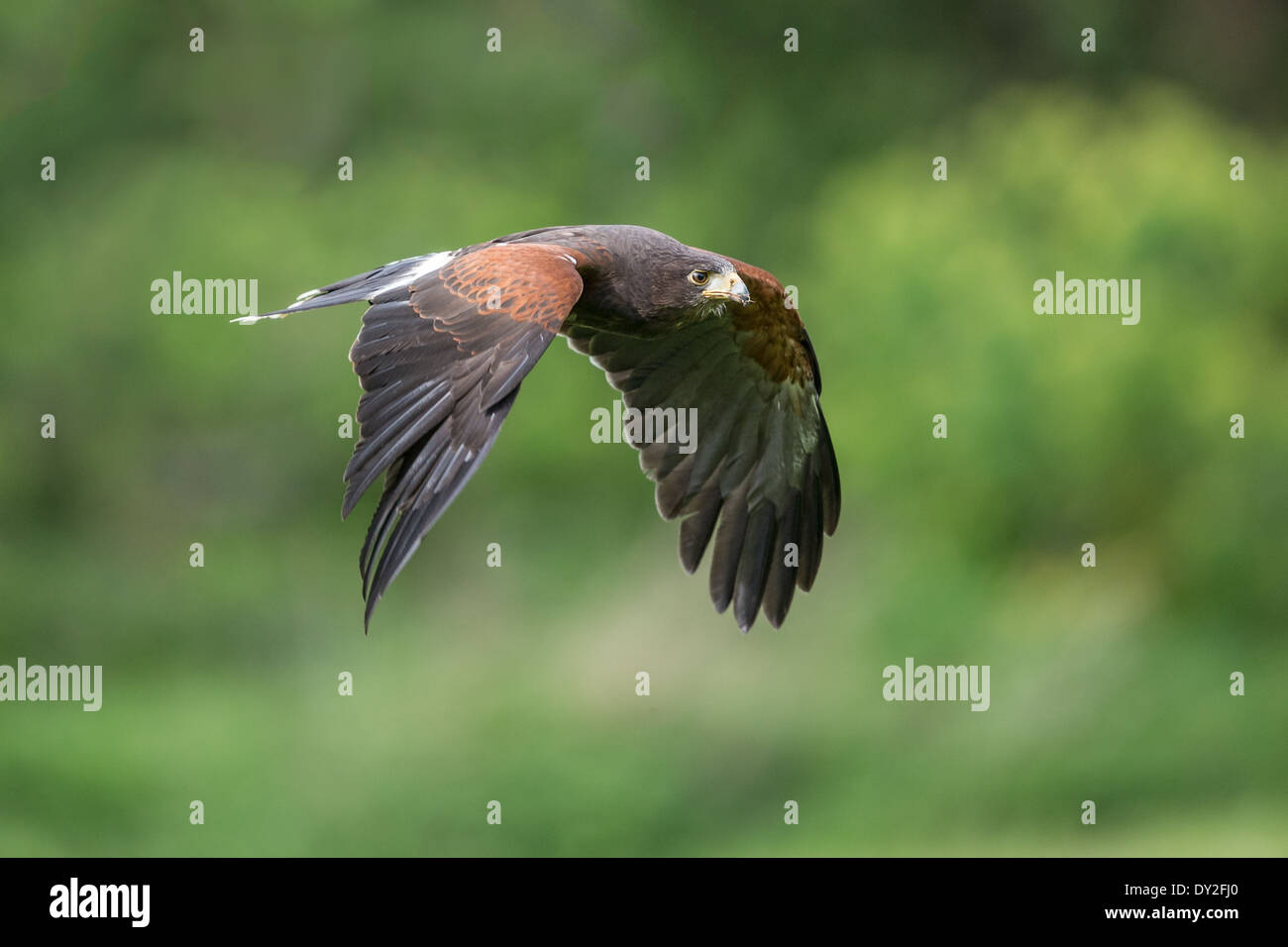 La Harris Hawk (Parabuteo unicinctus) in volo Foto Stock