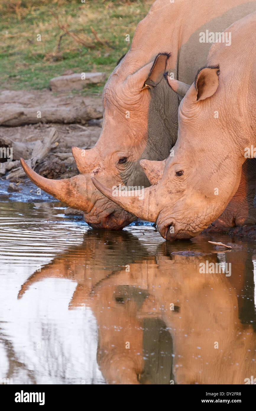 Il rinoceronte bianco (Ceratotherium simum) bere in corrispondenza di un foro per l'acqua Foto Stock