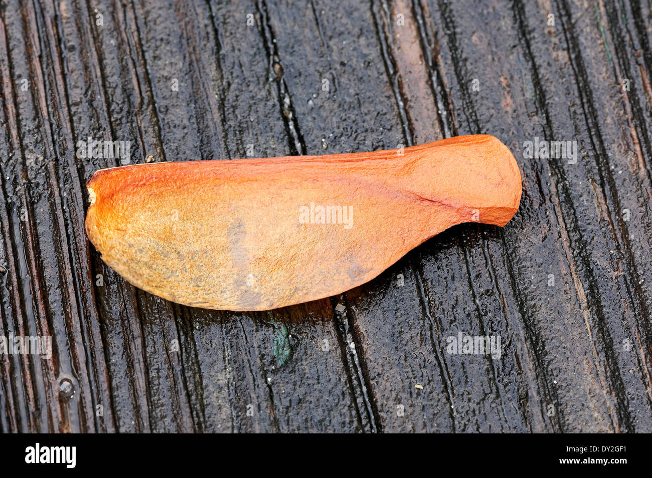 Semi Di Albero Di Mogano - Solid Renner