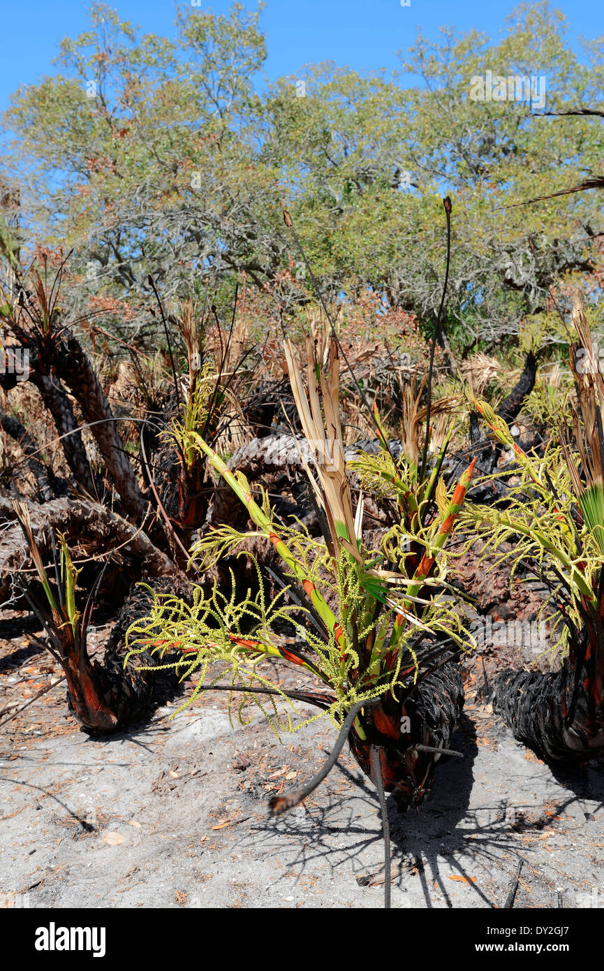 Visto palme nane dopo l incendio di foresta (Serenoa repens), Fort De Soto Park, Florida, Stati Uniti d'America Foto Stock