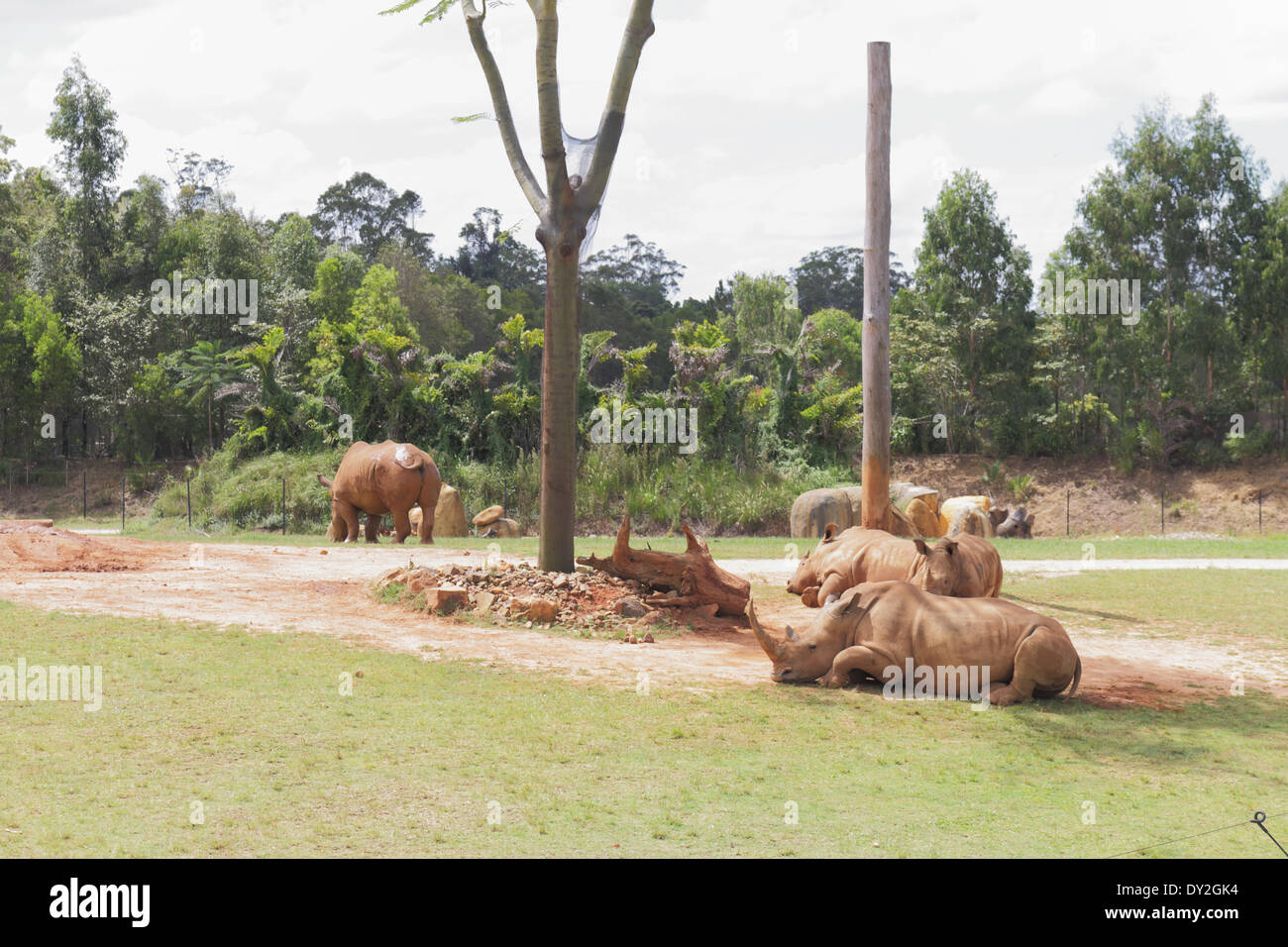 Rinoceronte in Zoo Australia Foto Stock