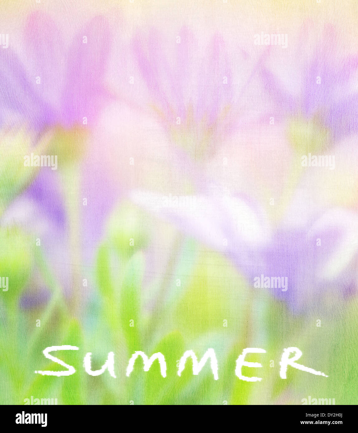 Fiori d'estate card, soft focus foto di dolci viola margherite, bellissimo campo freschi, sfondo floreale, la bellezza di Natura Foto Stock