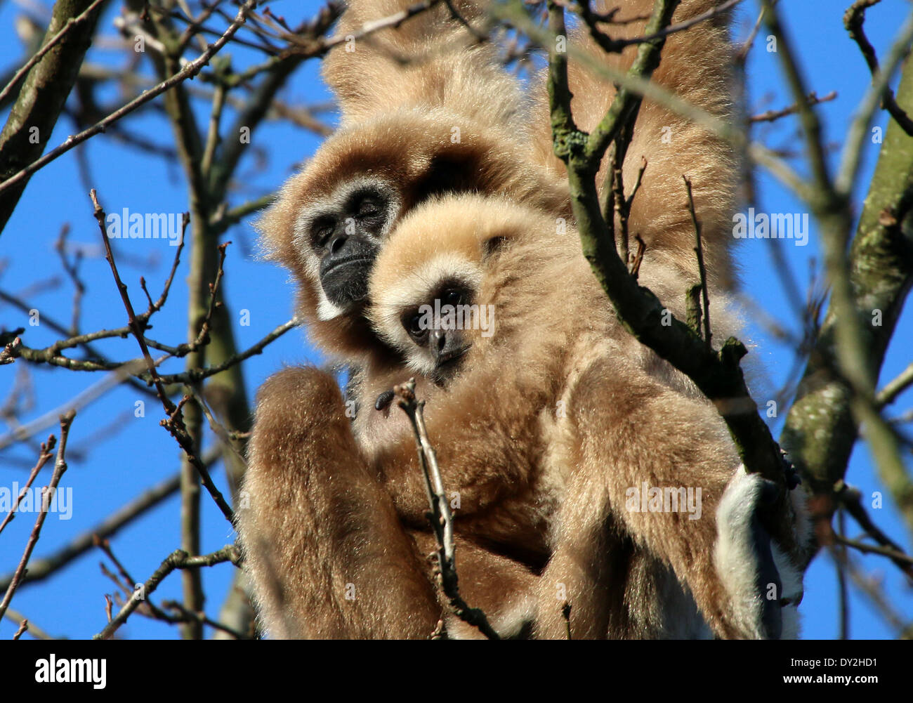 Lar gibbone o White-Handed gibbone madre (Hylobates lar) in una struttura ad albero con youngster Foto Stock