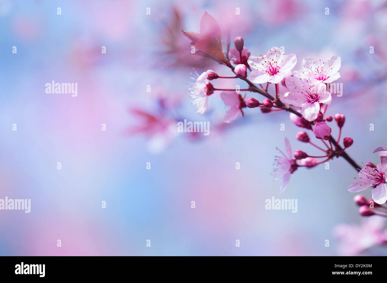 Bella la fioritura dei ciliegi, prima molla bloom, abstract sfondo floreale, il fuoco selettivo, la bellezza del concetto di natura Foto Stock