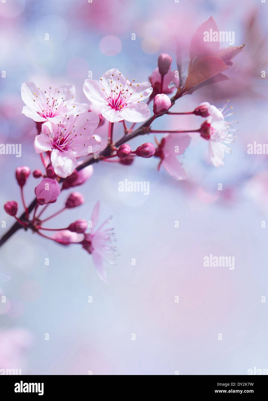 Primavera fiorito albero sfondo, dolci freschi ciliegio fiore bellissimo giardino giapponese, la bellezza e la tenerezza Foto Stock