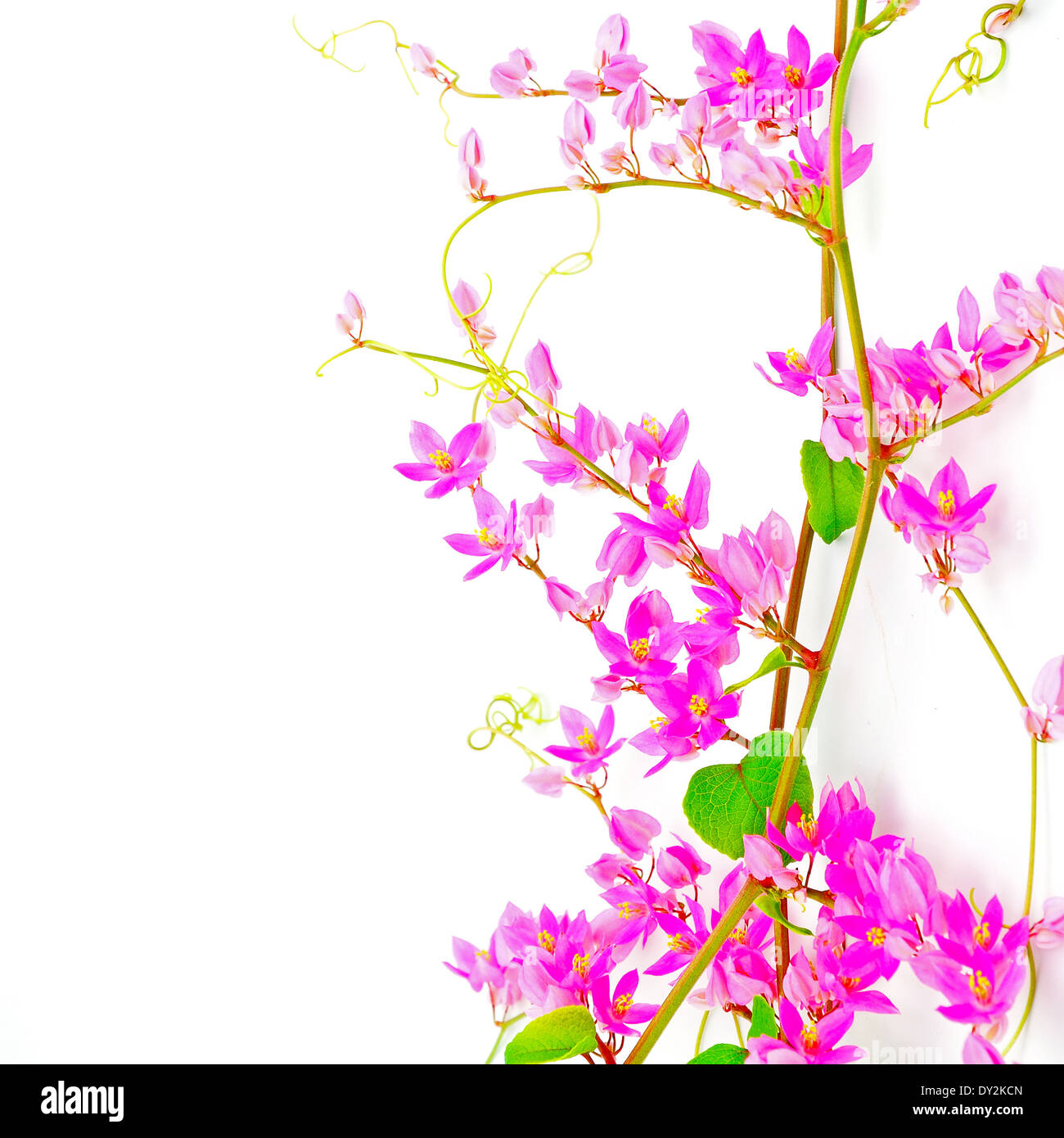 Corallo rosa di vite (Antigonon leptopus), isolata su uno sfondo bianco Foto Stock