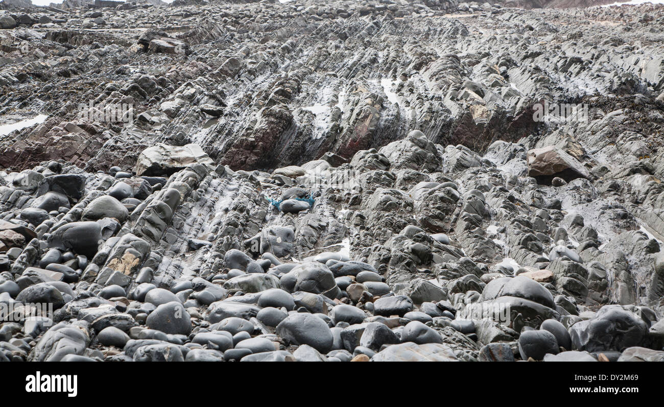 Onda rocciosa della piattaforma di taglio per erosione landforms con creste formate da erose a falde inclinate a Hartland Quay, North Devon, Inghilterra Foto Stock