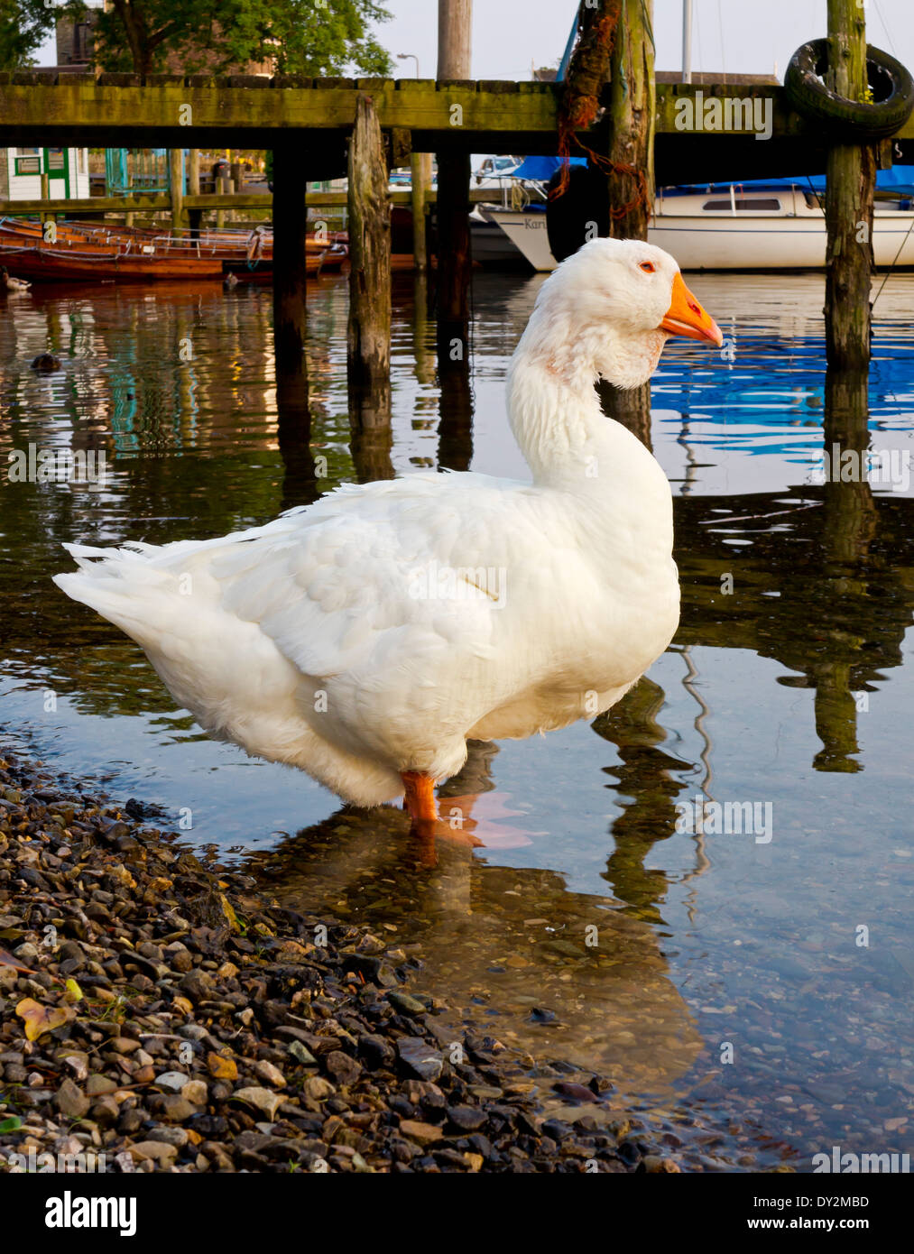 Oca Bianca accanto al molo a Ambleside sul lago Windermere nel Parco nazionale del Lake District in Cumbria Inghilterra REGNO UNITO Foto Stock