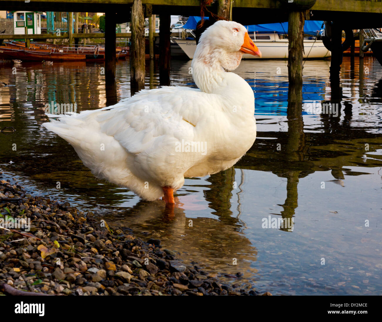 Oca Bianca accanto al molo a Ambleside sul lago Windermere nel Parco nazionale del Lake District in Cumbria Inghilterra REGNO UNITO Foto Stock