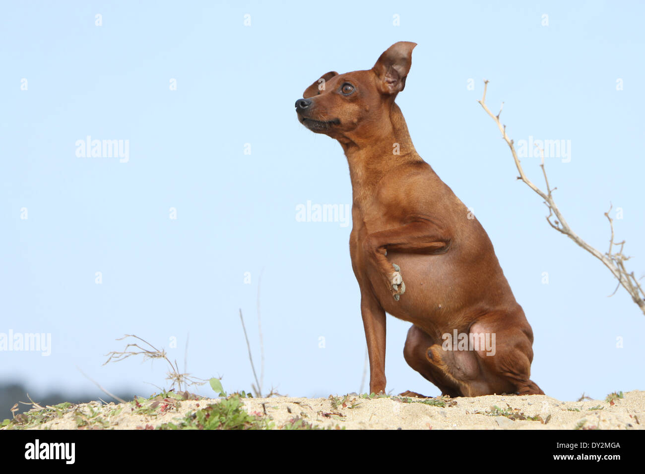 Cane Pinscher miniatura / adulto seduto sulla spiaggia Foto Stock
