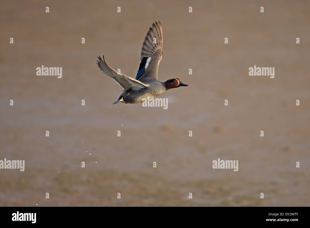 Teal (Anas crecca) Foto Stock