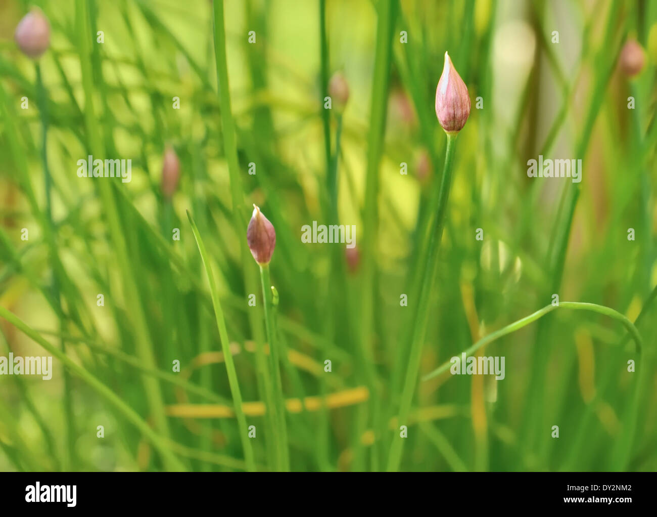 Chiudere su viola germogli di erba cipollina in giardino Foto Stock