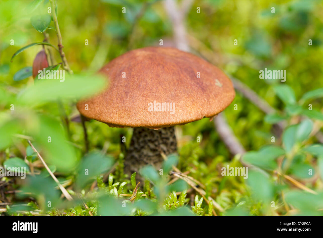 Fungo marrone in autunno la foresta di sole Foto Stock
