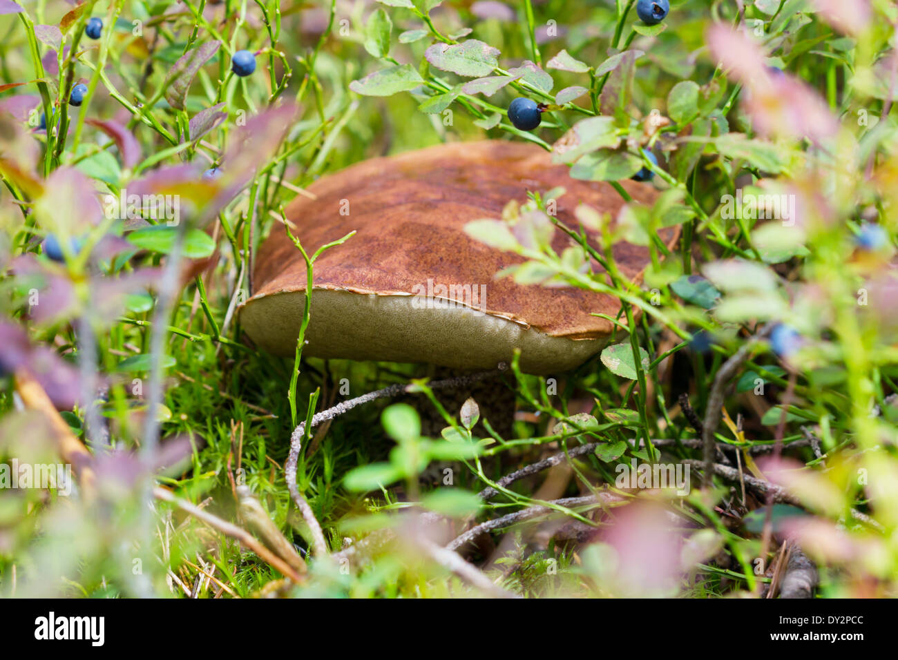 Fungo marrone in autunno la foresta di sole Foto Stock