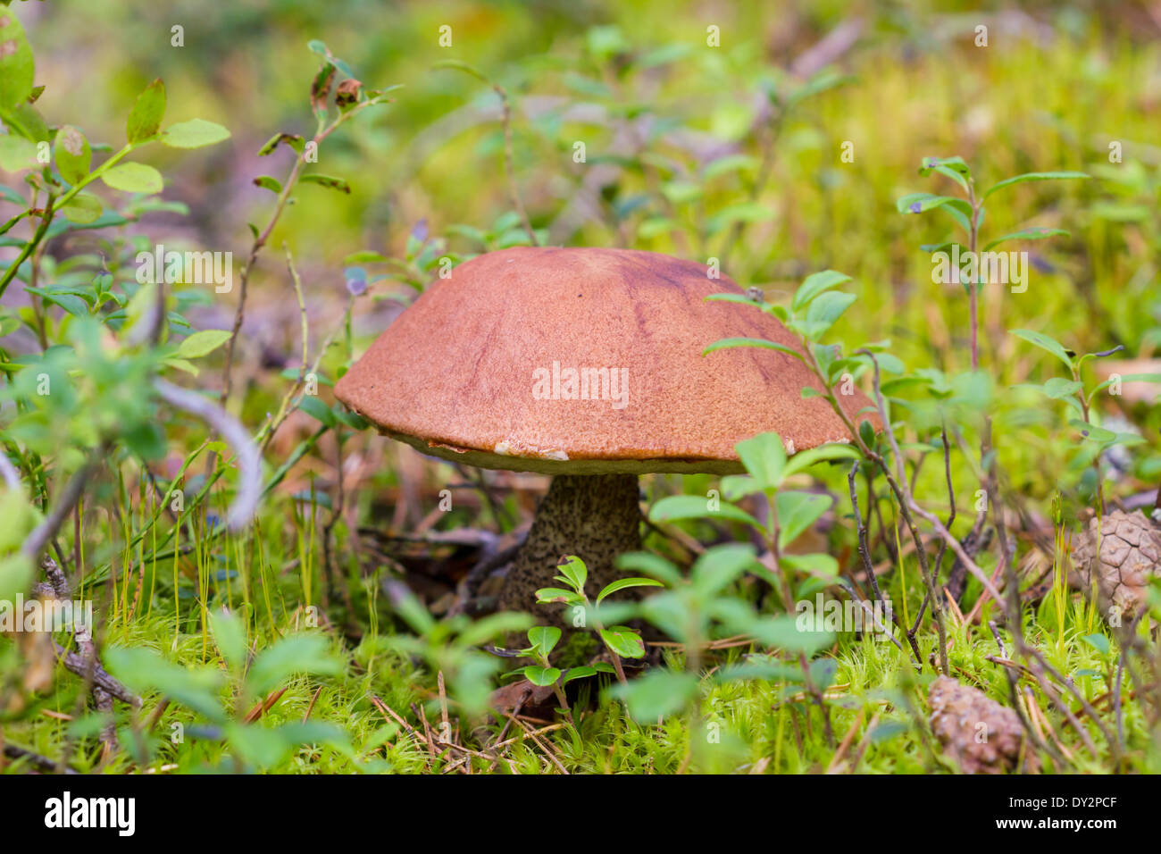 Fungo marrone in autunno la foresta di sole Foto Stock