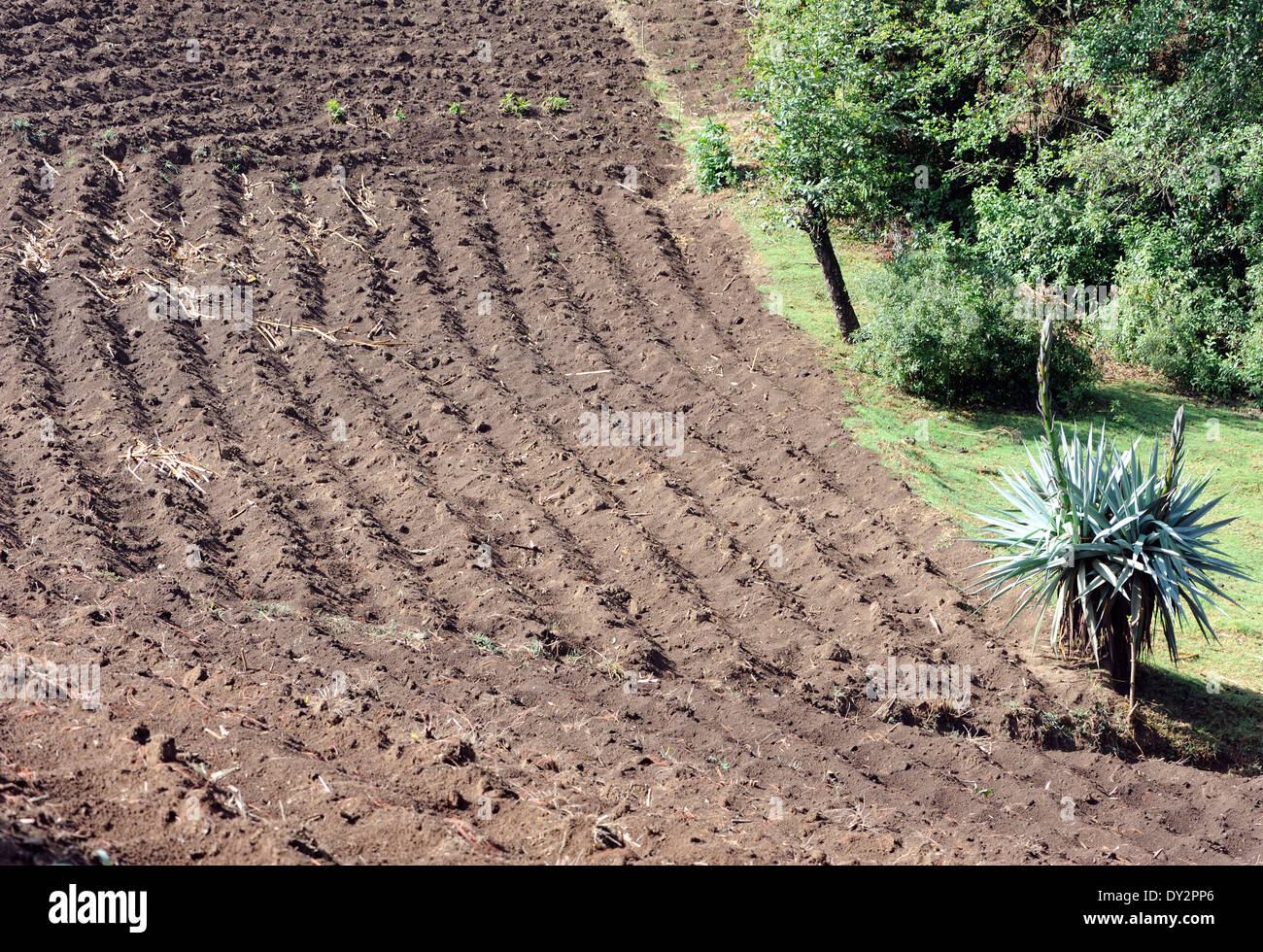 Un campo di ricco suolo vulcanico preparati a mano e increspato pronti per la semina. Foto Stock