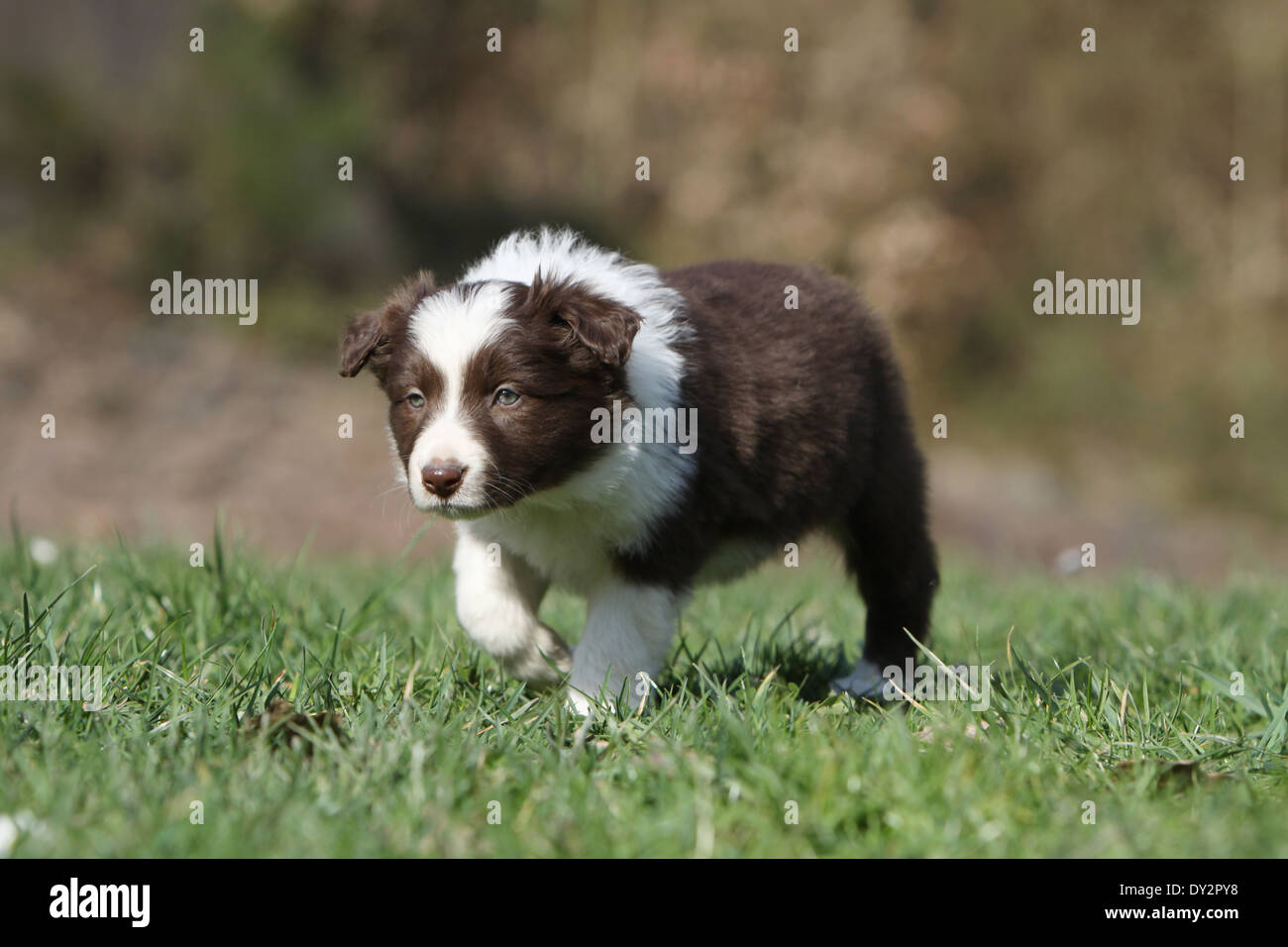 Cane Border Collie cucciolo di colore rosso e bianco in esecuzione in un  prato Foto stock - Alamy