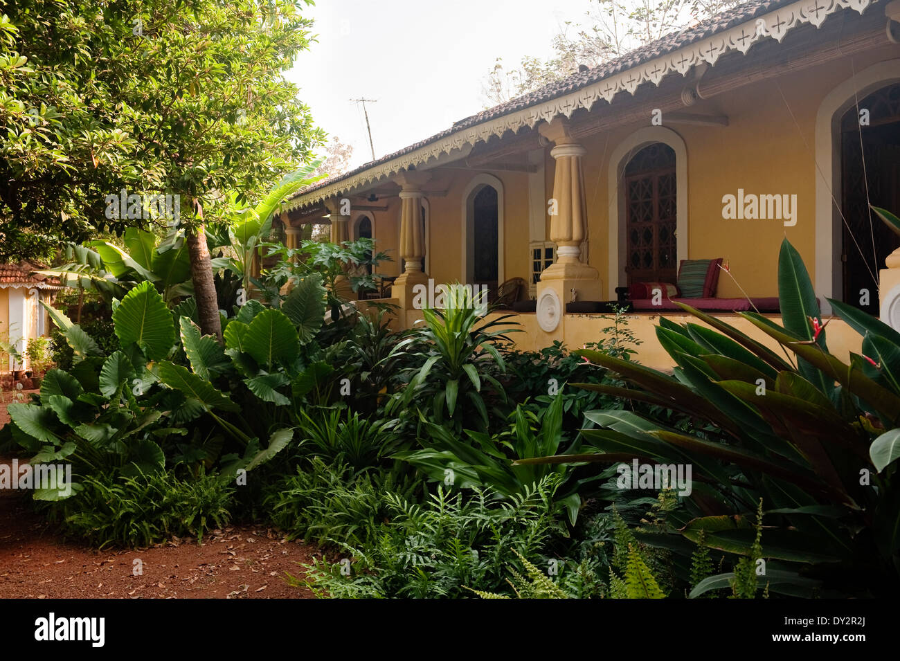 Piante da sole nel giardino della casa di Goa Foto Stock
