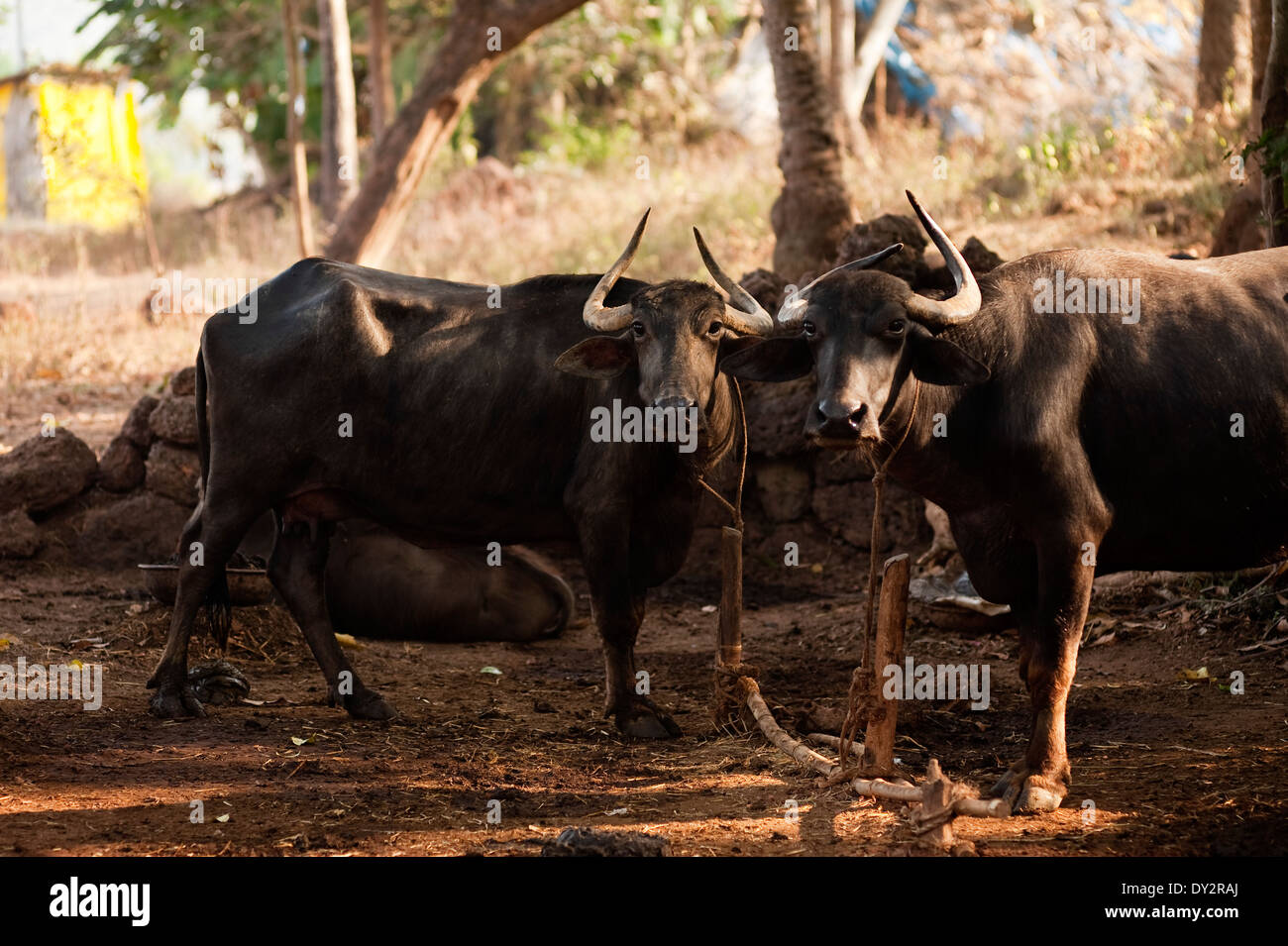 Due cornuto buffalo, Goa, India Foto Stock