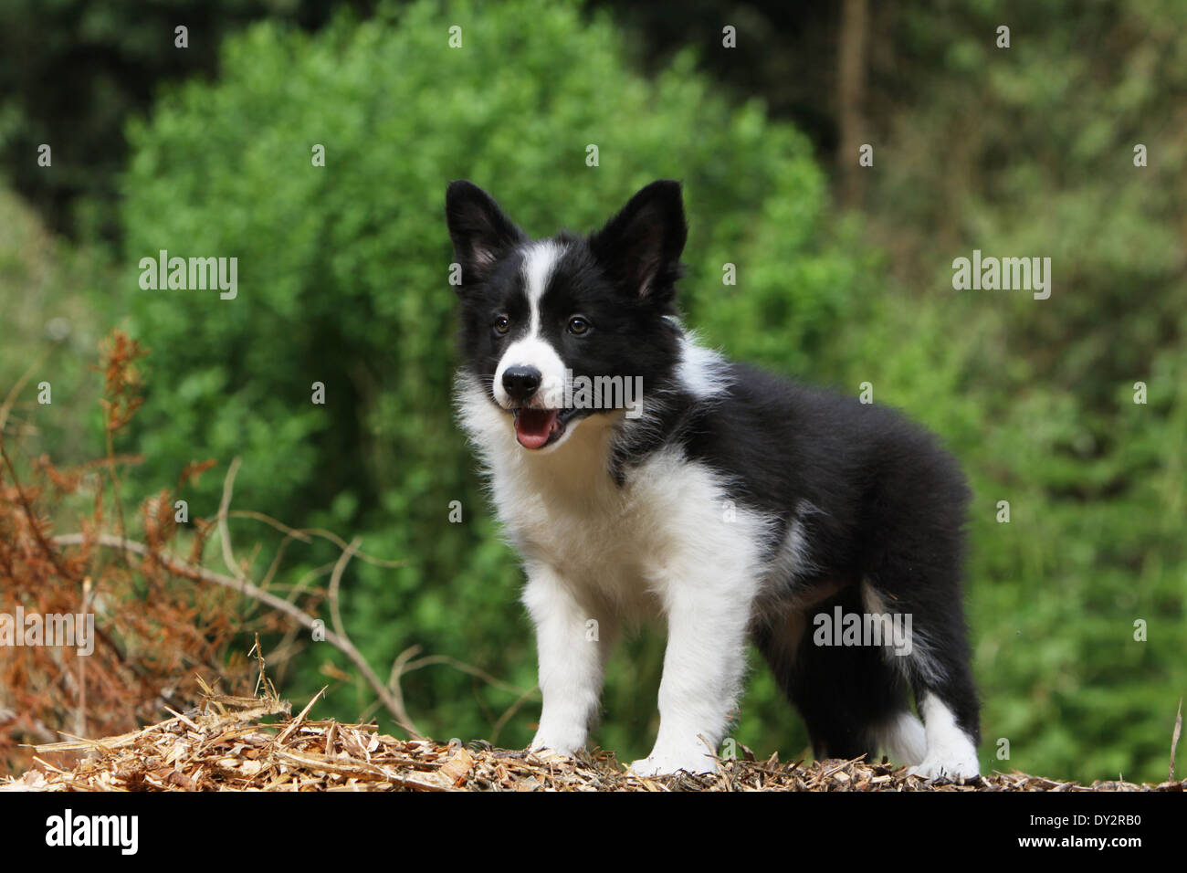 Border Collie cane / cucciolo (bianco e nero) su una pila di corteccia Foto Stock