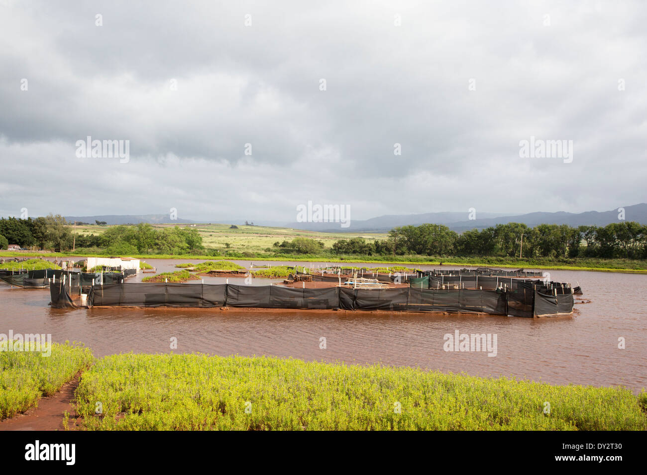 Sale Pond Park, tradizionale sale marino rendere stagno in Kauai. Foto Stock