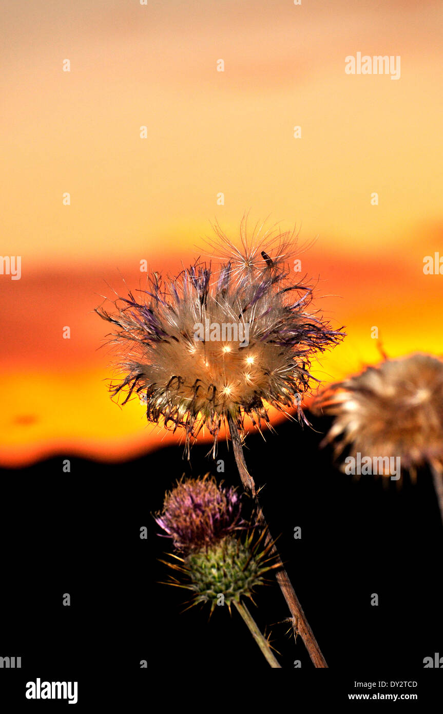 Nuovo Messico cardi, Cirsium neomexicanum, crescere nella Santa Catalina Mountains, Deserto Sonoran, Tucson, Arizona, Stati Uniti. Foto Stock