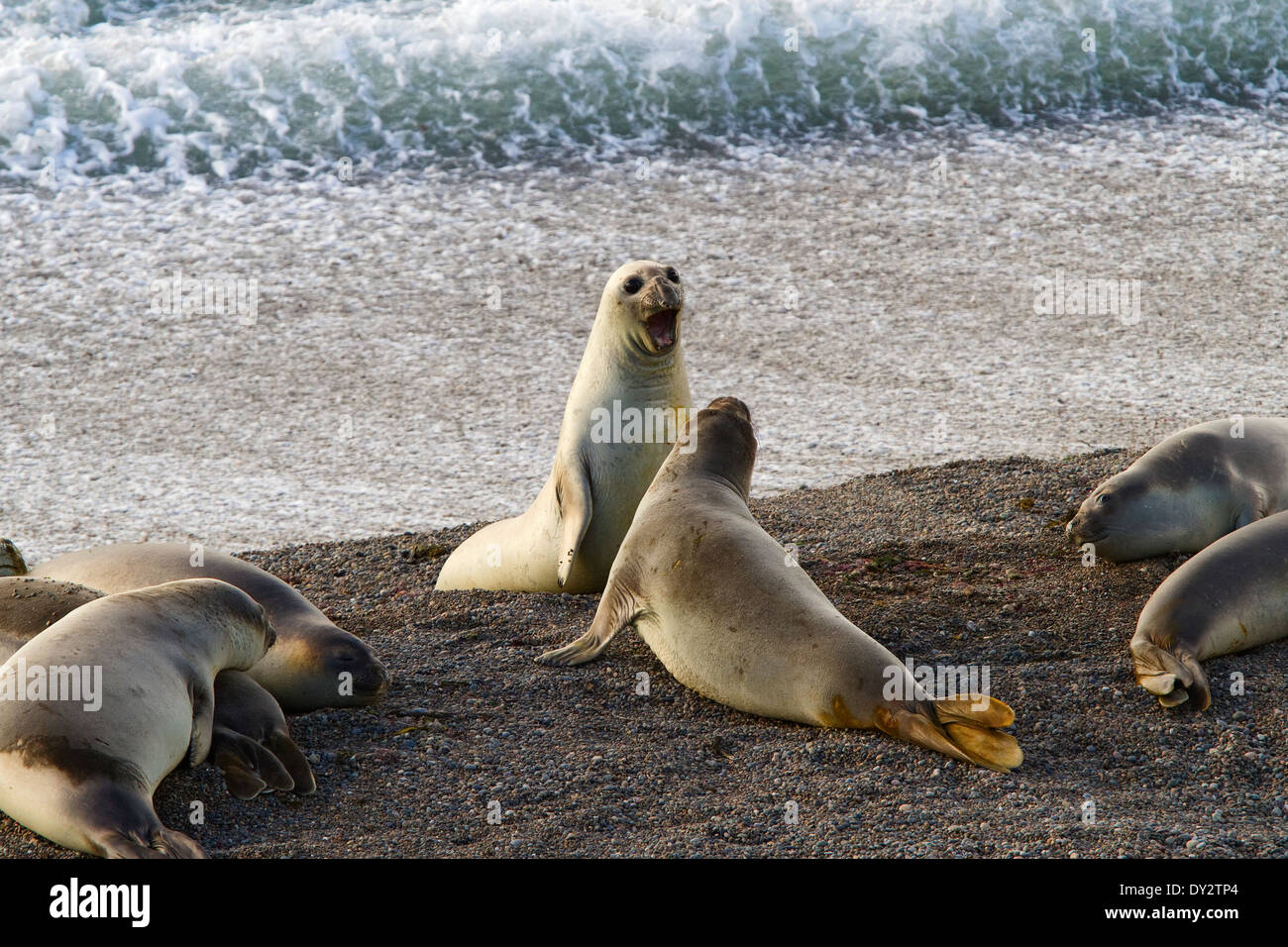 Elefante marino del sud (Mirounga leonina) maschi giostre sulla spiaggia vicino a Punta Cantor, Penisola Valdes, Patagonia, Argentina. Foto Stock