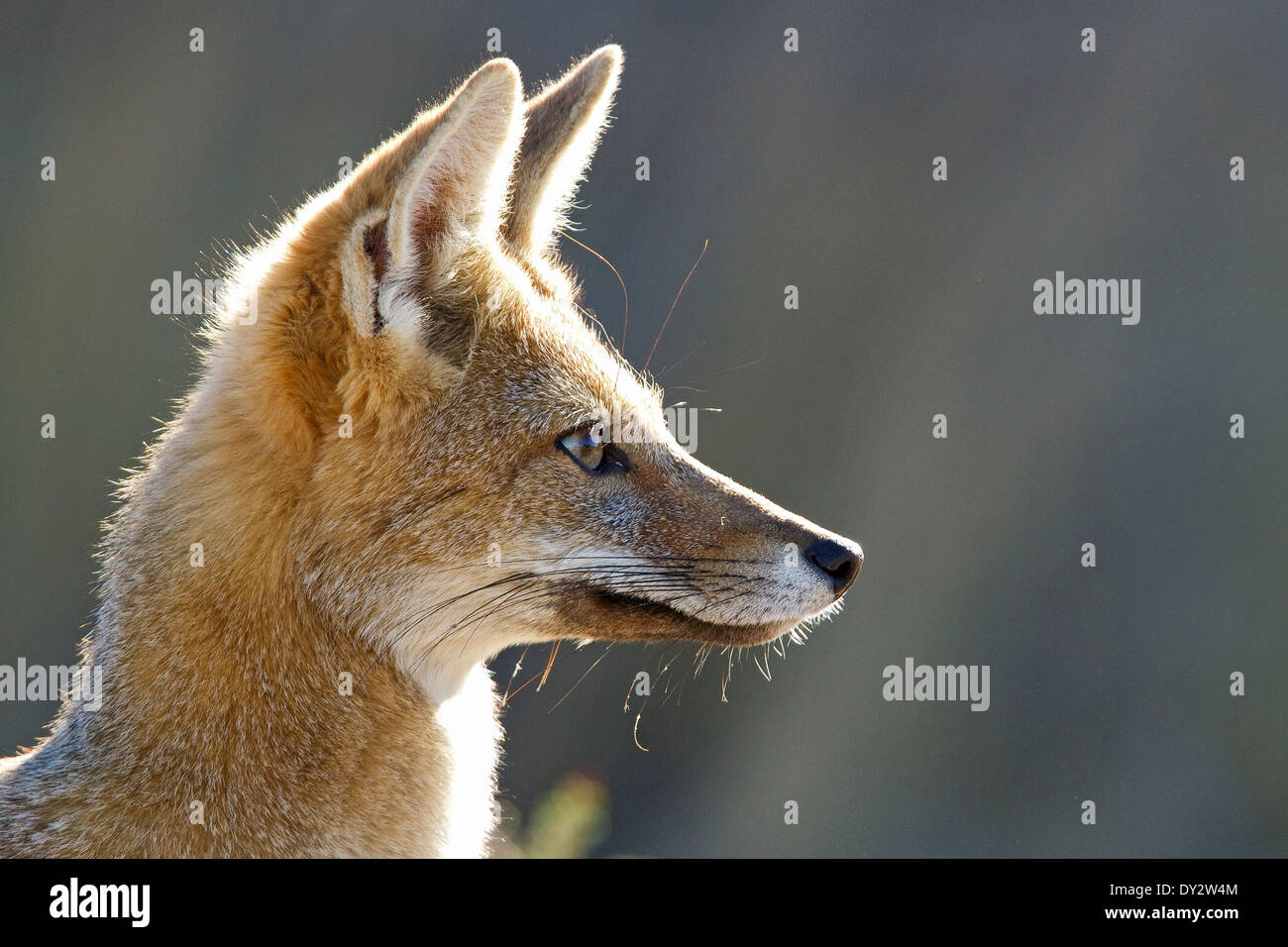 Sud America, America, Gray Fox (Lycalopex griseus) aka, il nasello di Patagonia fox e grigio zorro, Penisola Valdes, Argentina. Foto Stock