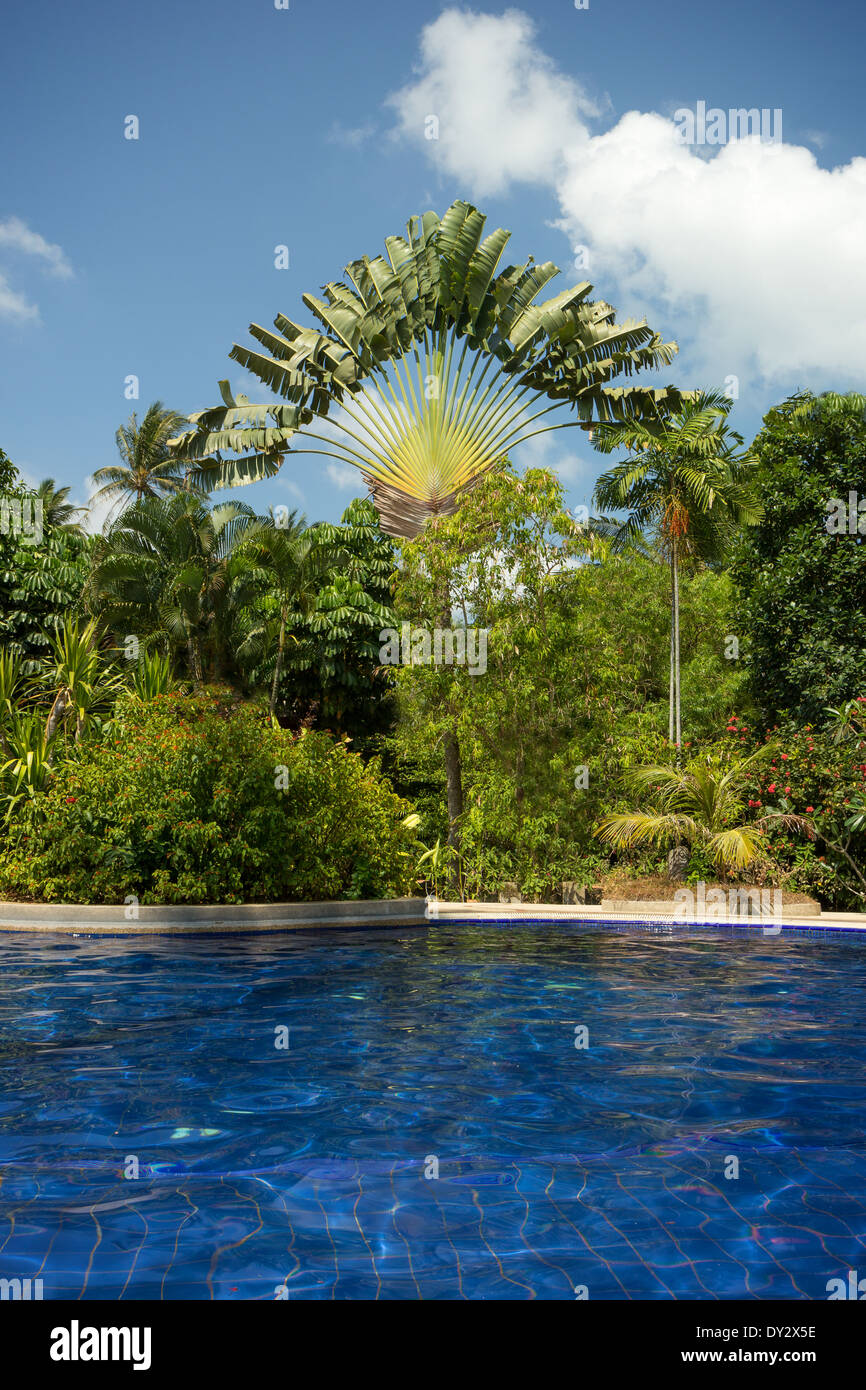 Attraente piscina vicino al lussureggiante e verde palm e altri alberi e vegetazione e cielo blu Foto Stock