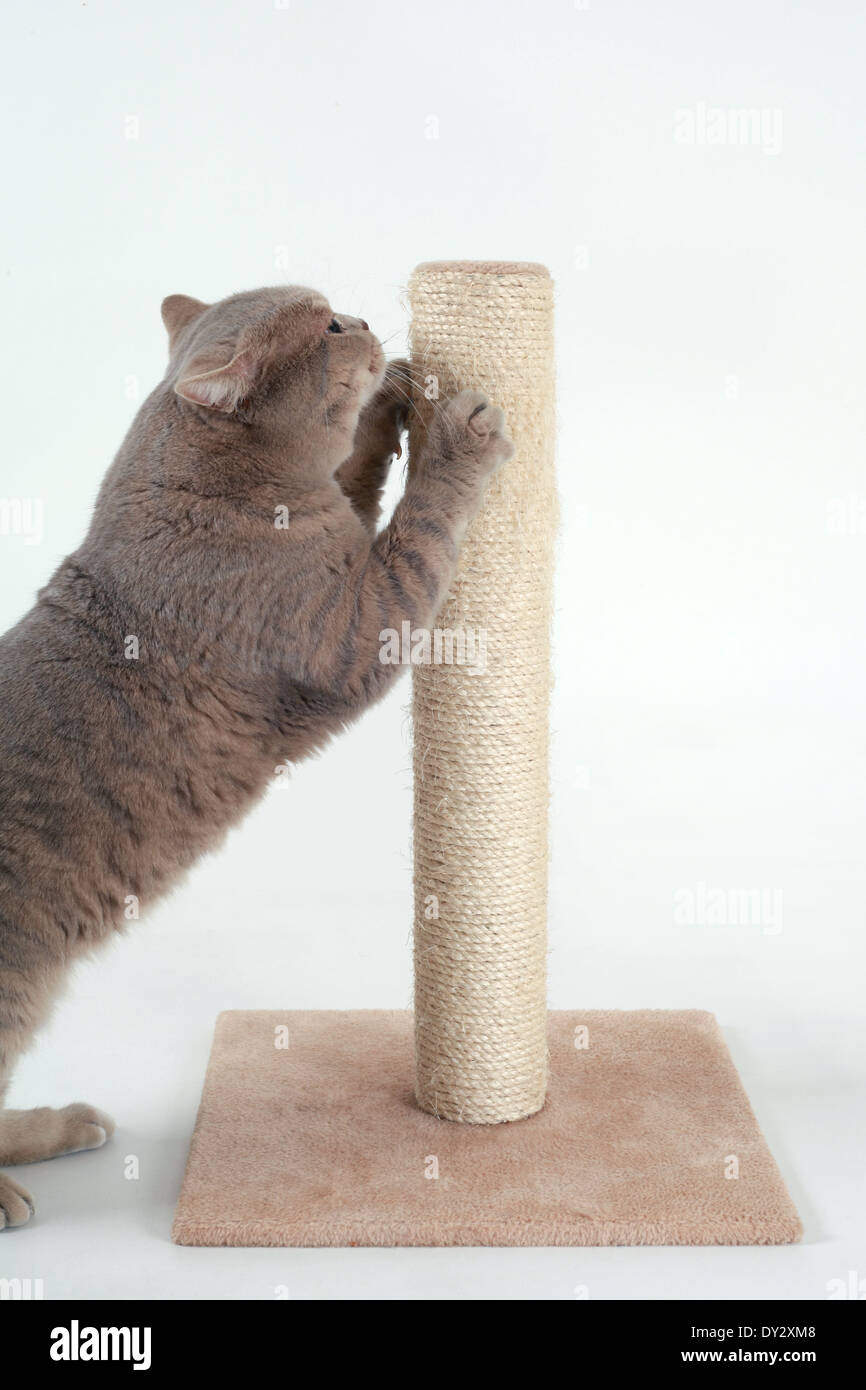 British Shorthair su Cat Stratching Post Foto Stock