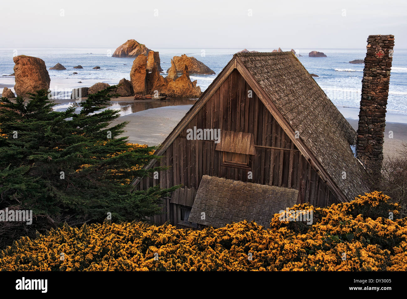 Gorse primavera fiorisce intorno a questa capanna rustica affacciato sulla faccia di roccia e le molte pile di mare lungo dell'Oregon Bandon Beach. Foto Stock