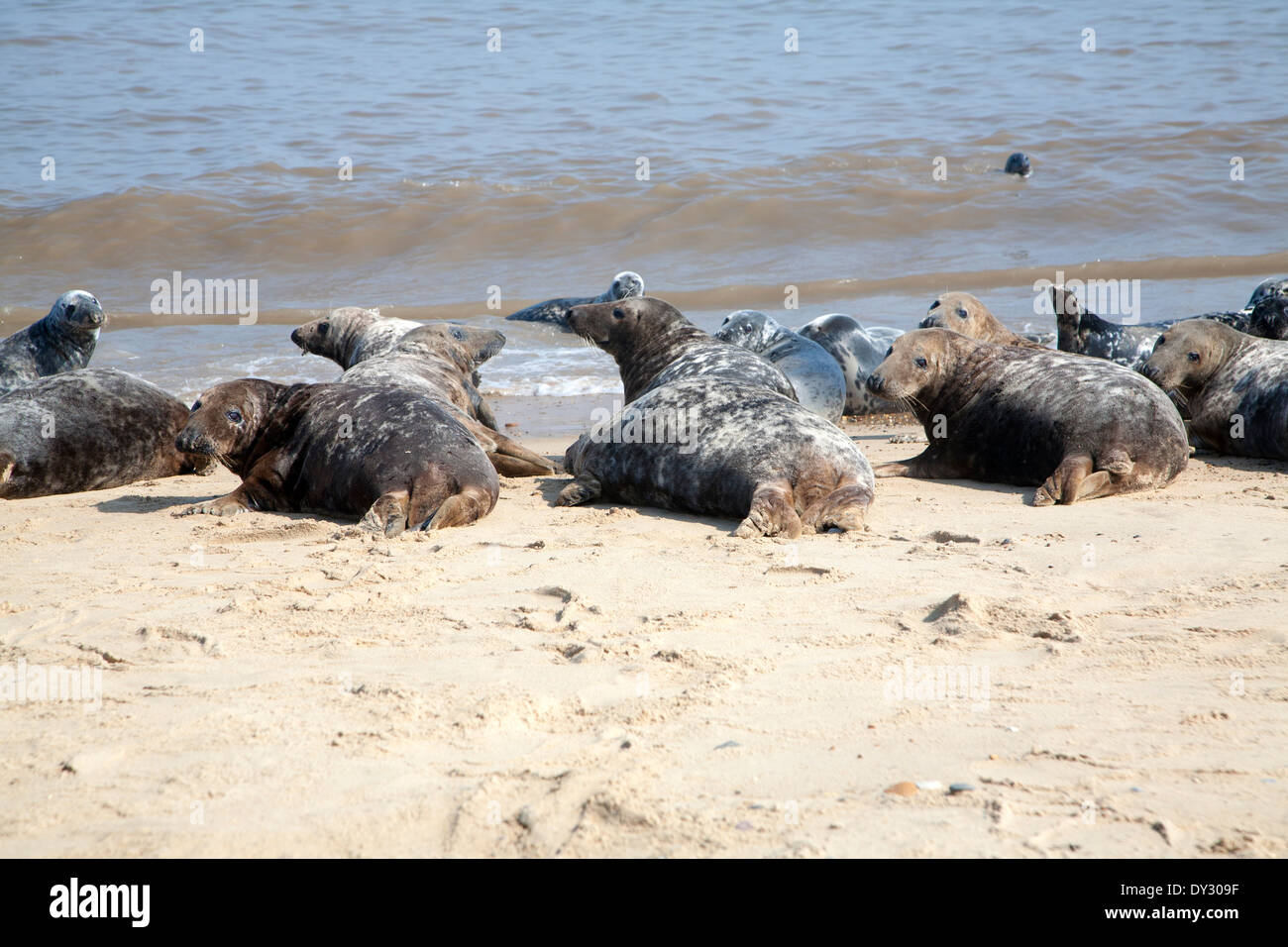 Colonia di foche grigie, Halichoerus grypus trainato fino ad una spiaggia di sabbia a Horsey, Norfolk, Inghilterra Foto Stock