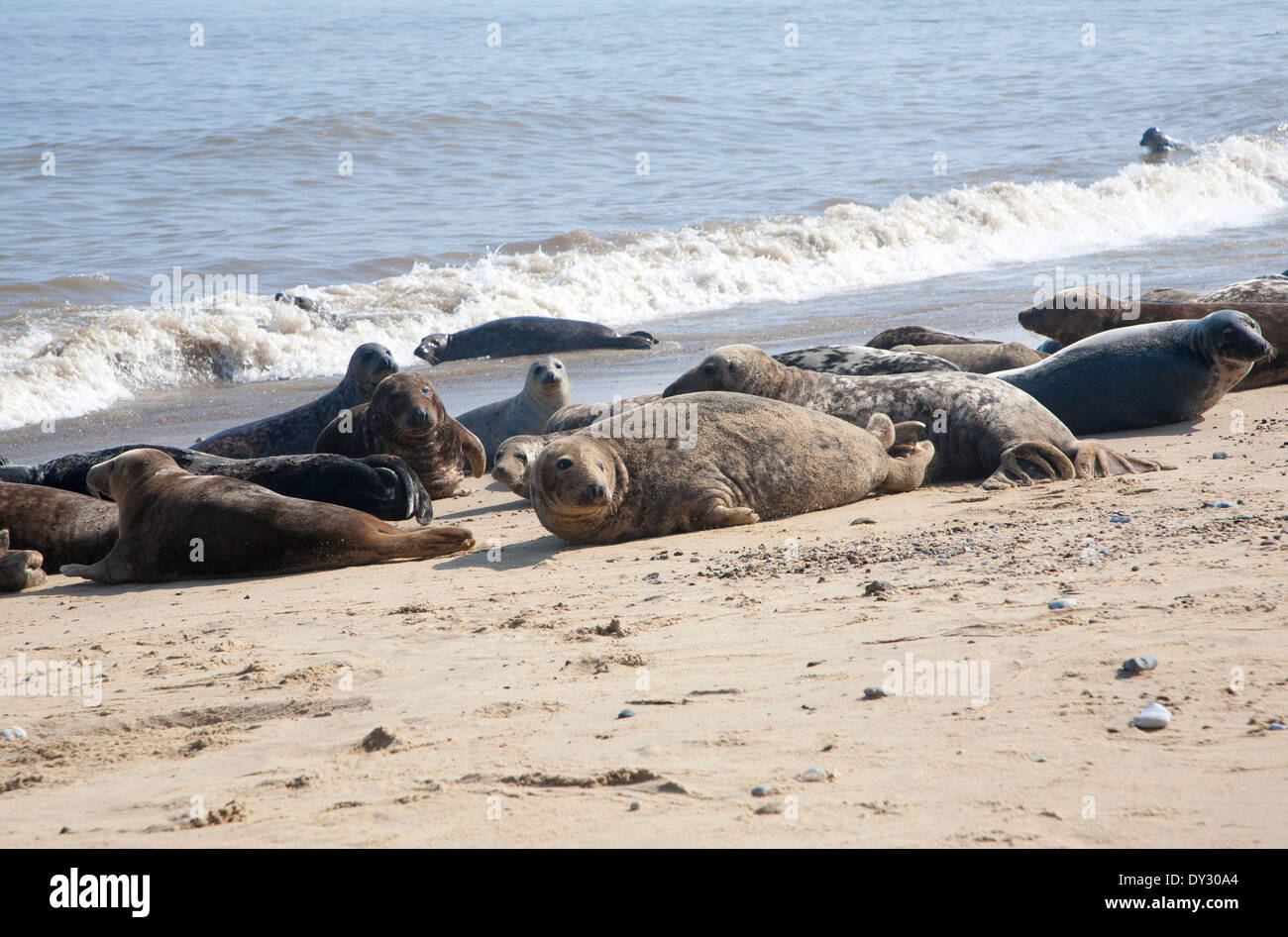 Colonia di foche grigie, Halichoerus grypus trainato fino ad una spiaggia di sabbia a Horsey, Norfolk, Inghilterra Foto Stock