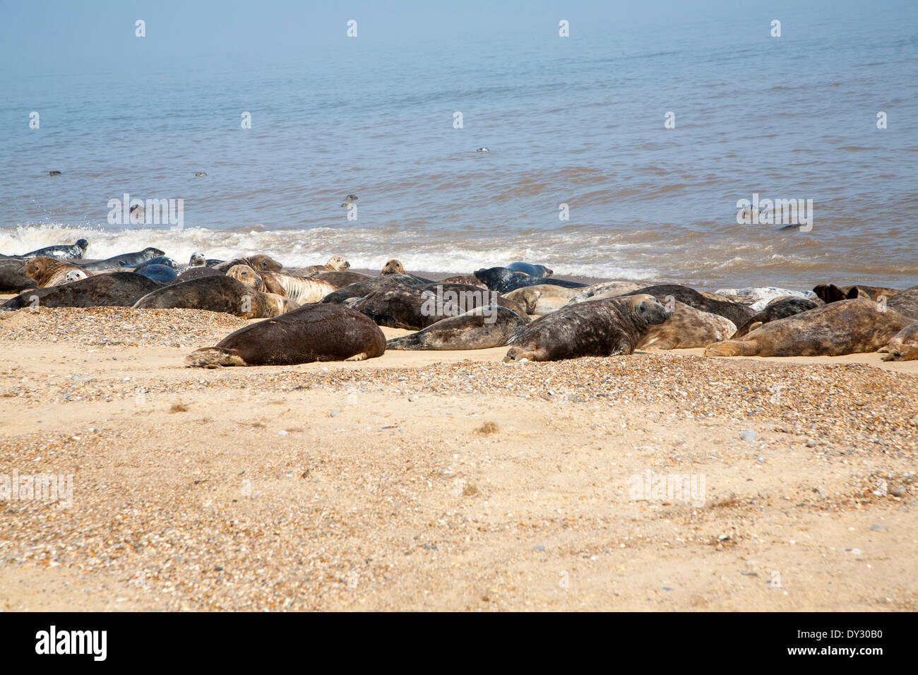 Colonia di foche grigie, Halichoerus grypus trainato fino ad una spiaggia di sabbia a Horsey, Norfolk, Inghilterra Foto Stock