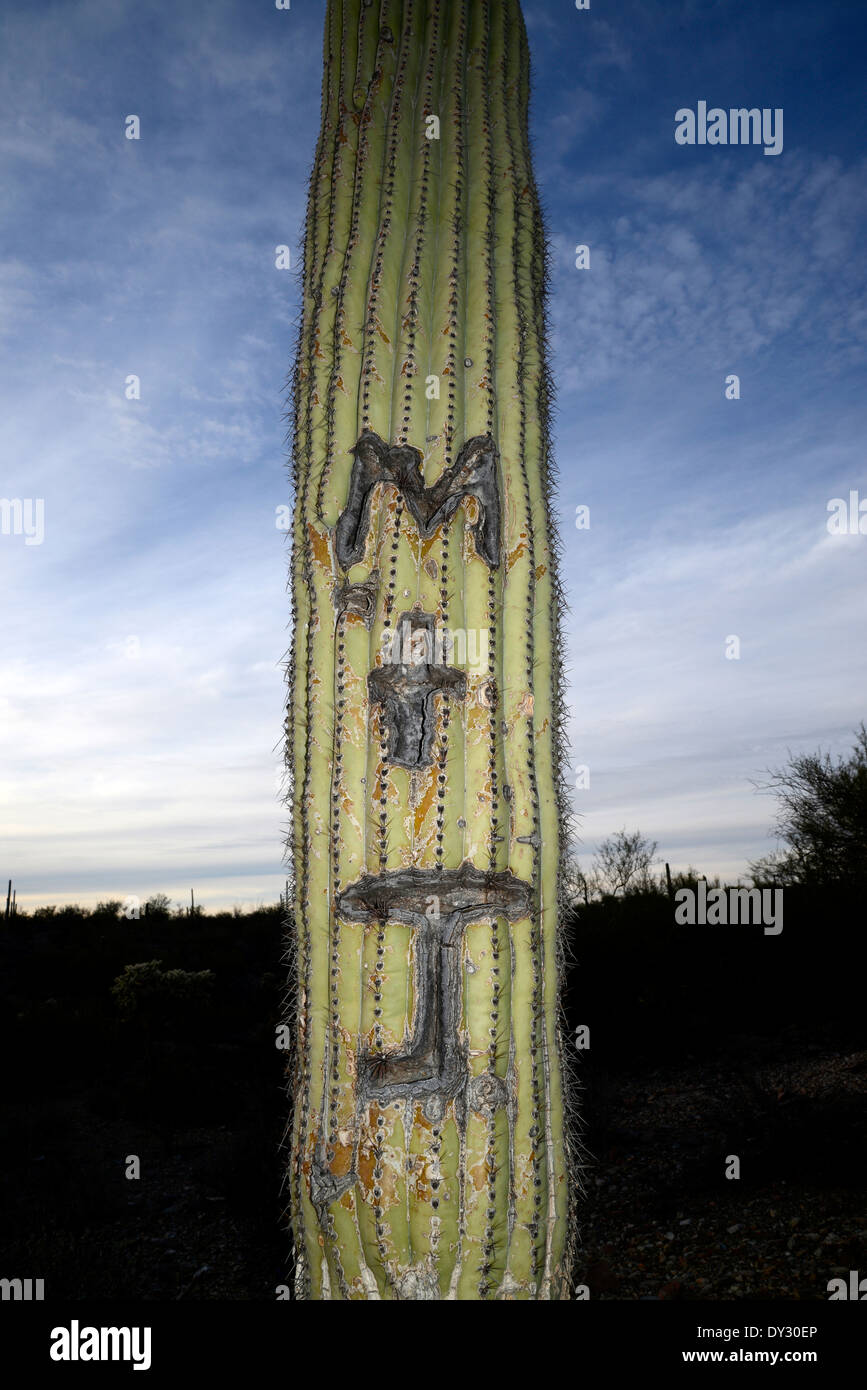 Un vandalizzato cactus Saguaro (Carnegiea gigantea) cresce nel Deserto di Sonora, Tucson, Arizona, Stati Uniti. Foto Stock