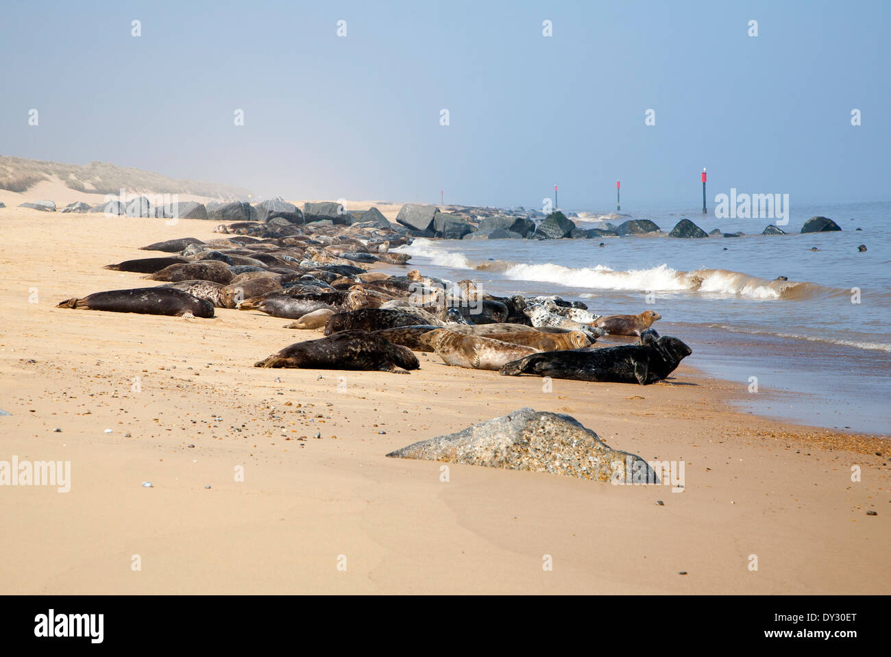 Colonia di foche grigie, Halichoerus grypus trainato fino ad una spiaggia di sabbia a Horsey, Norfolk, Inghilterra Foto Stock