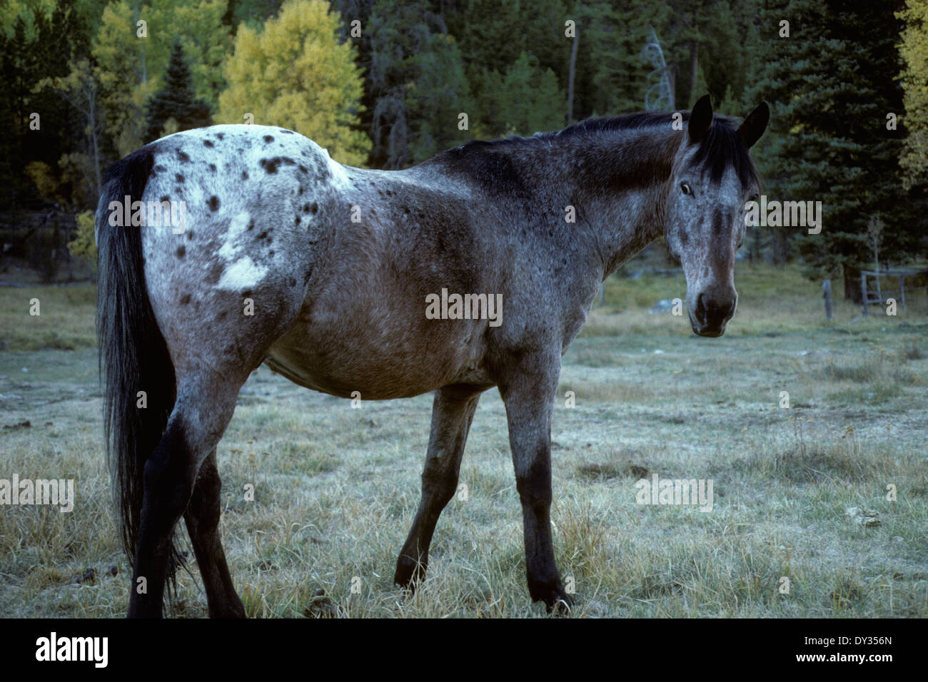 Appaloosa cavallo su ranch in Idaho centrale Foto Stock