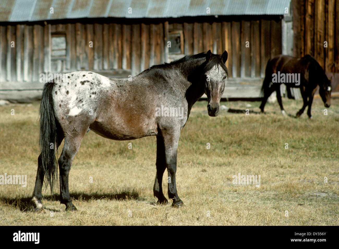 Appaloosa cavallo su ranch in Idaho centrale Foto Stock