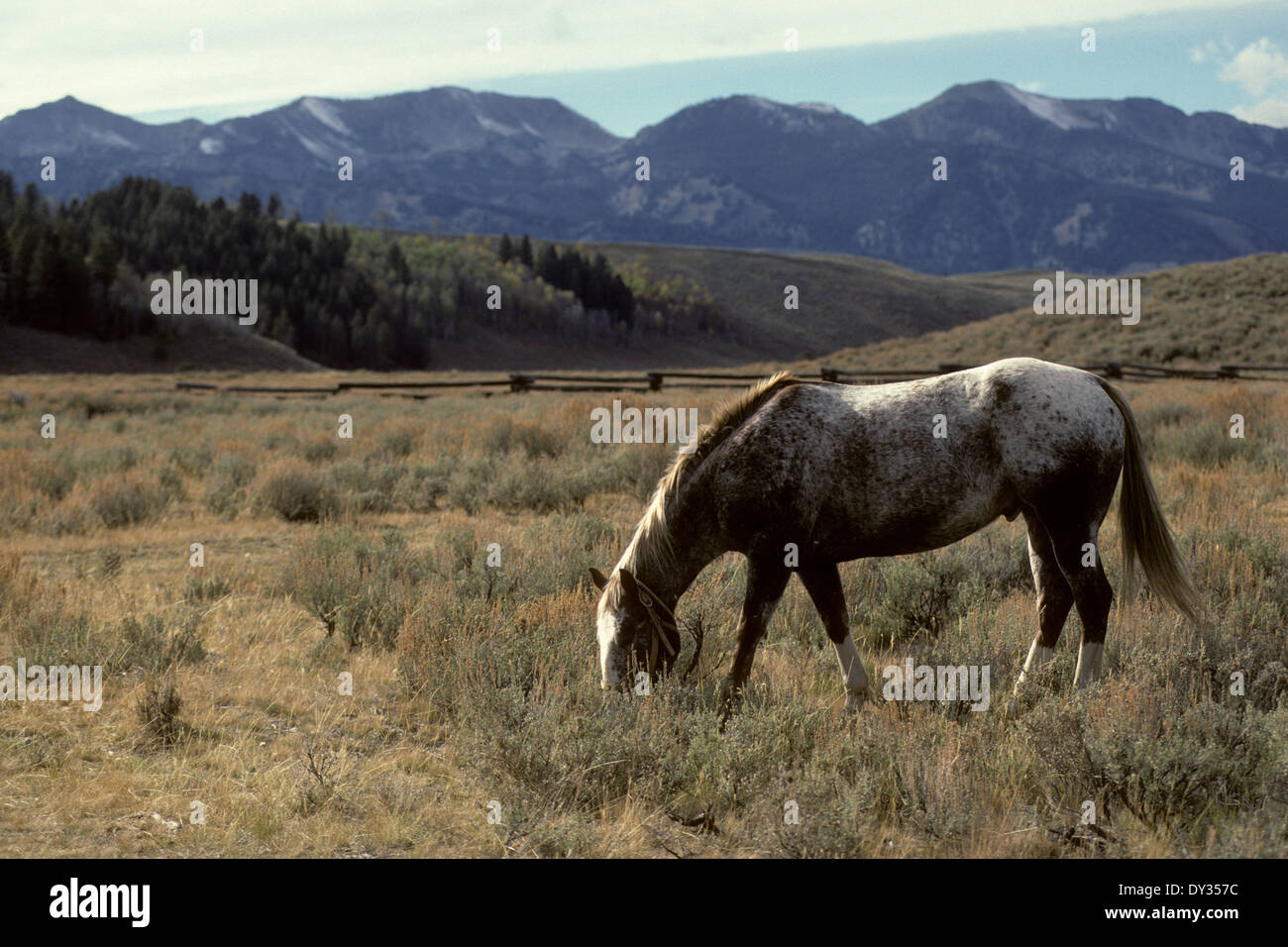 Appaloosa cavallo al pascolo su ranch in valle a dente di sega di Idaho Foto Stock