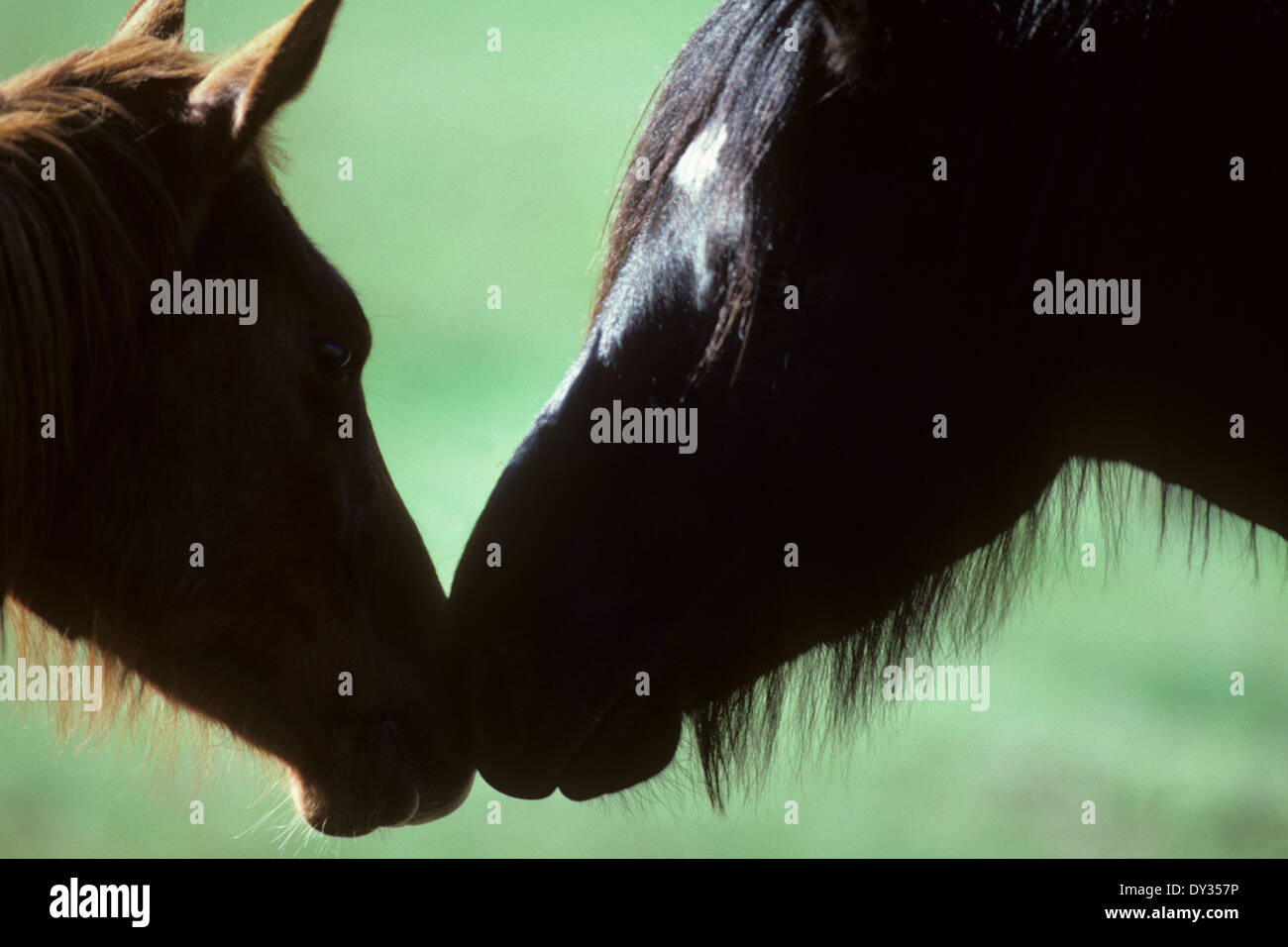 Mulo colt nuzzling mare Foto Stock