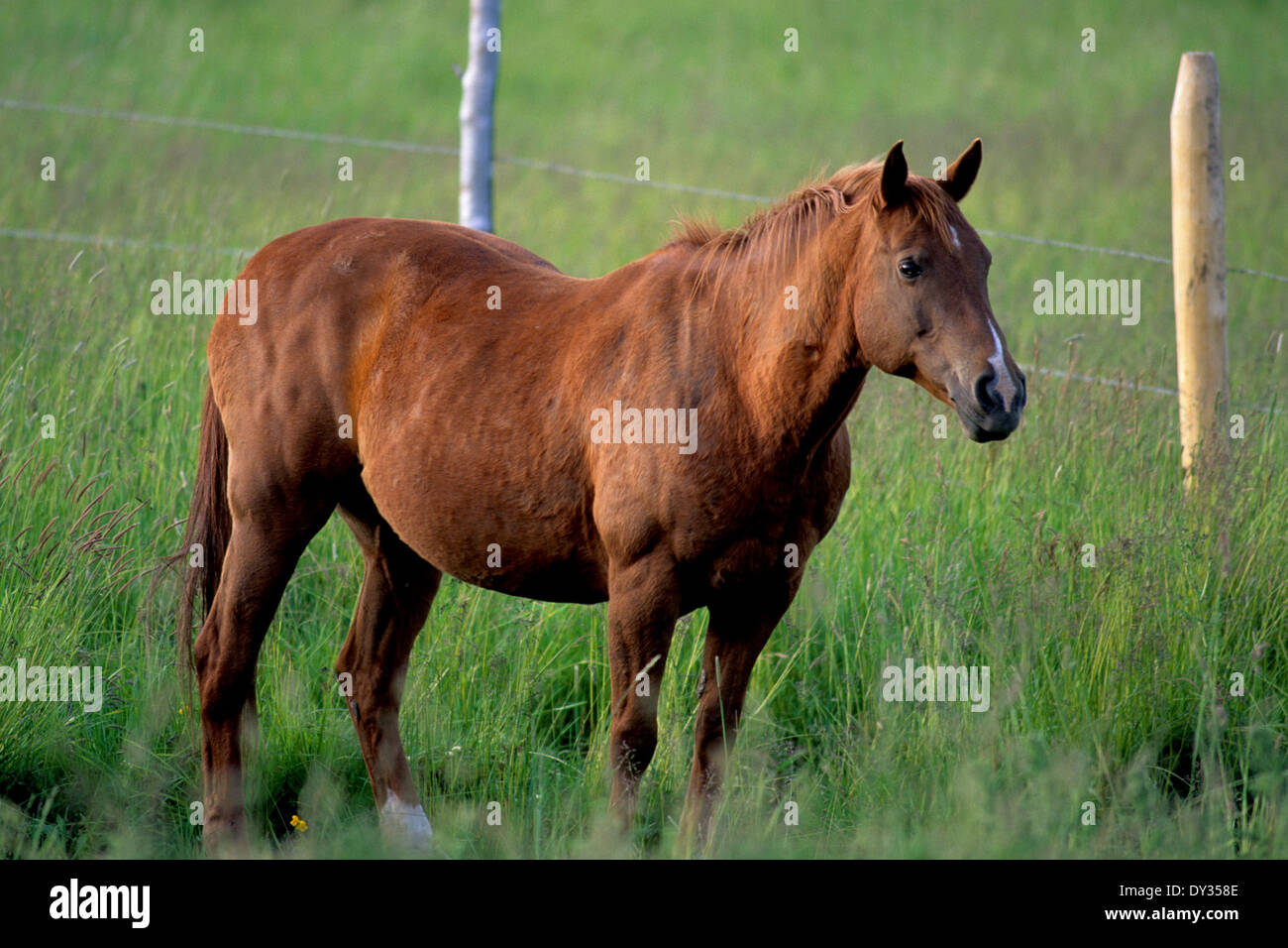 Il Sorrel-colorato quarter horse in piedi nel prato erboso Foto Stock