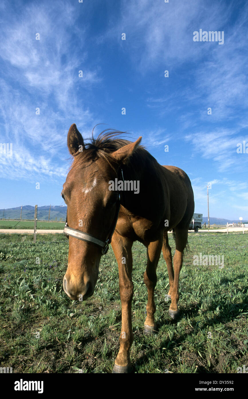 Il Sorrel-colorata sul cavallo Camas Prairie, Camas County, Idaho Foto Stock