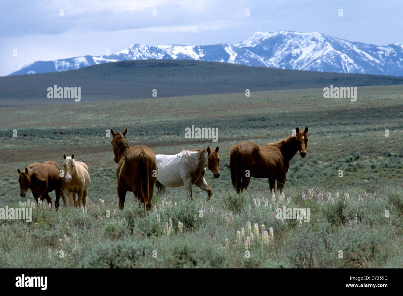 Cavalli selvaggi sulla gamma open in Owyhee County, SW Idaho USA Foto Stock